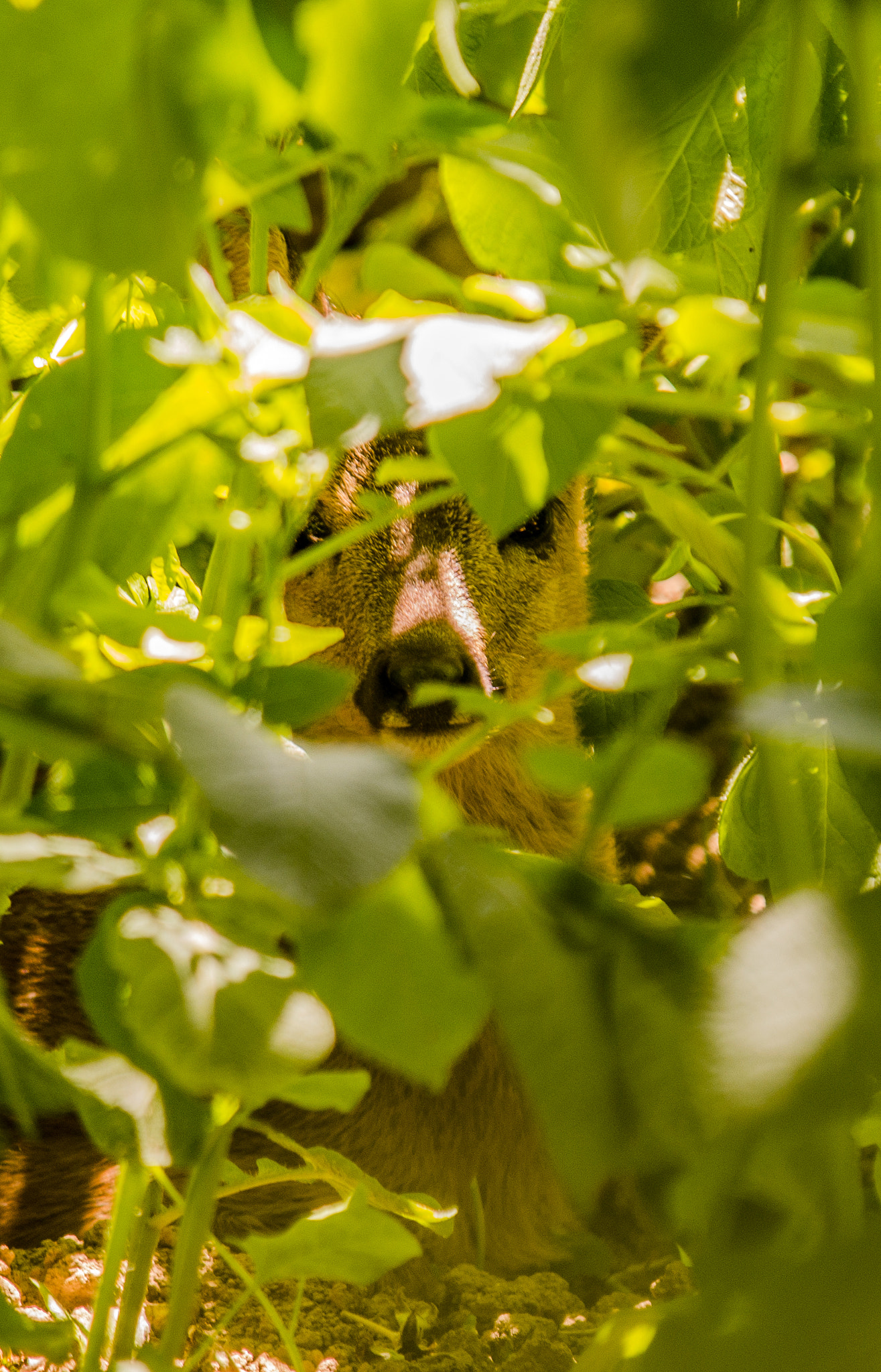 Nikon D7000 + Sigma APO 100-300mm F4 EX IF HSM sample photo. Eyes to eyes / little deer photography