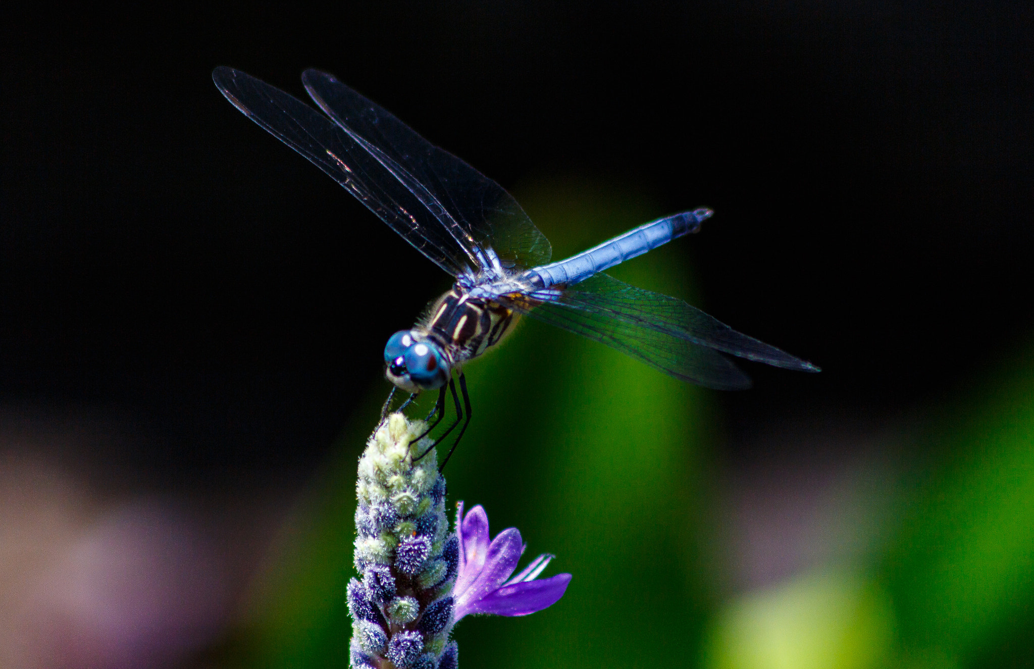 Sigma 70-300mm F4-5.6 APO DG Macro sample photo. Something different photography