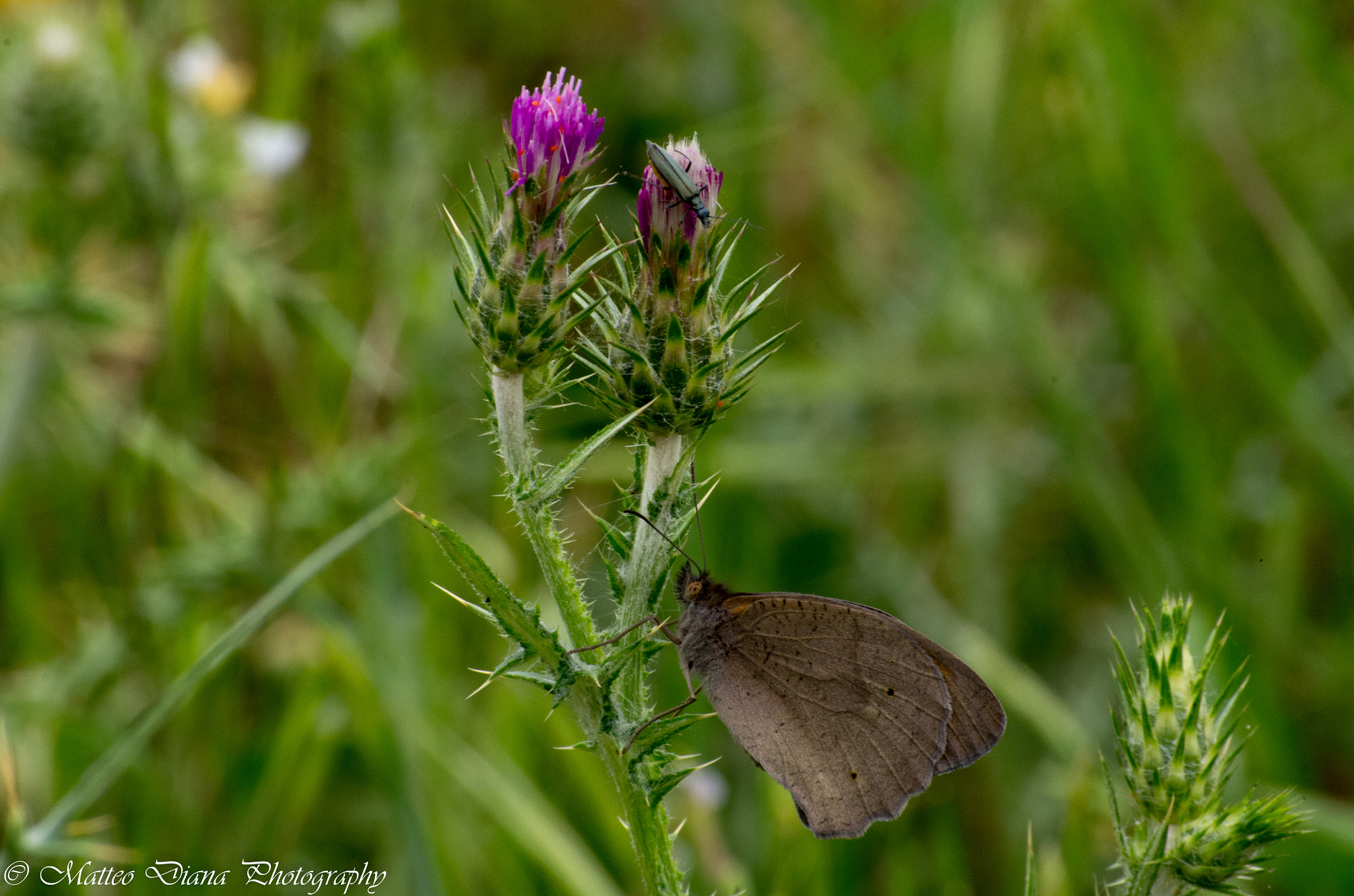 Pentax K-5 sample photo. _igp0772.jpg photography