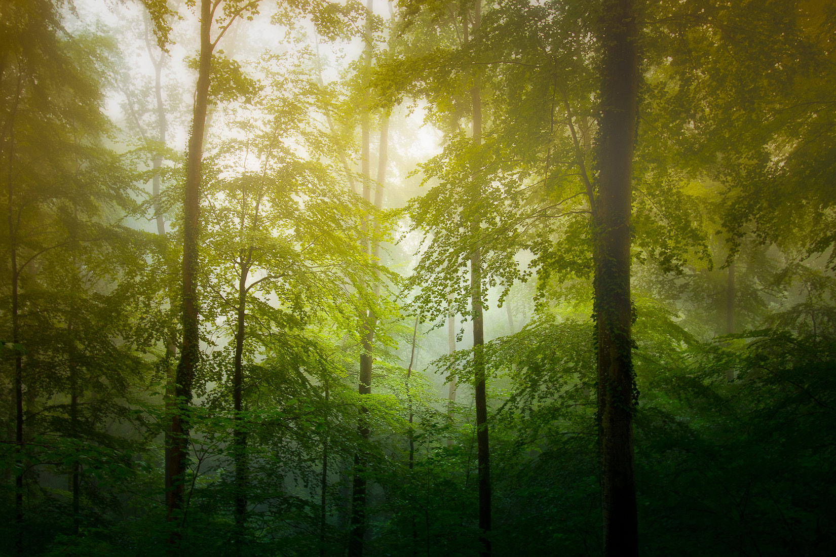 Canon EF-S 10-18mm F4.5–5.6 IS STM sample photo. Behind the mist photography