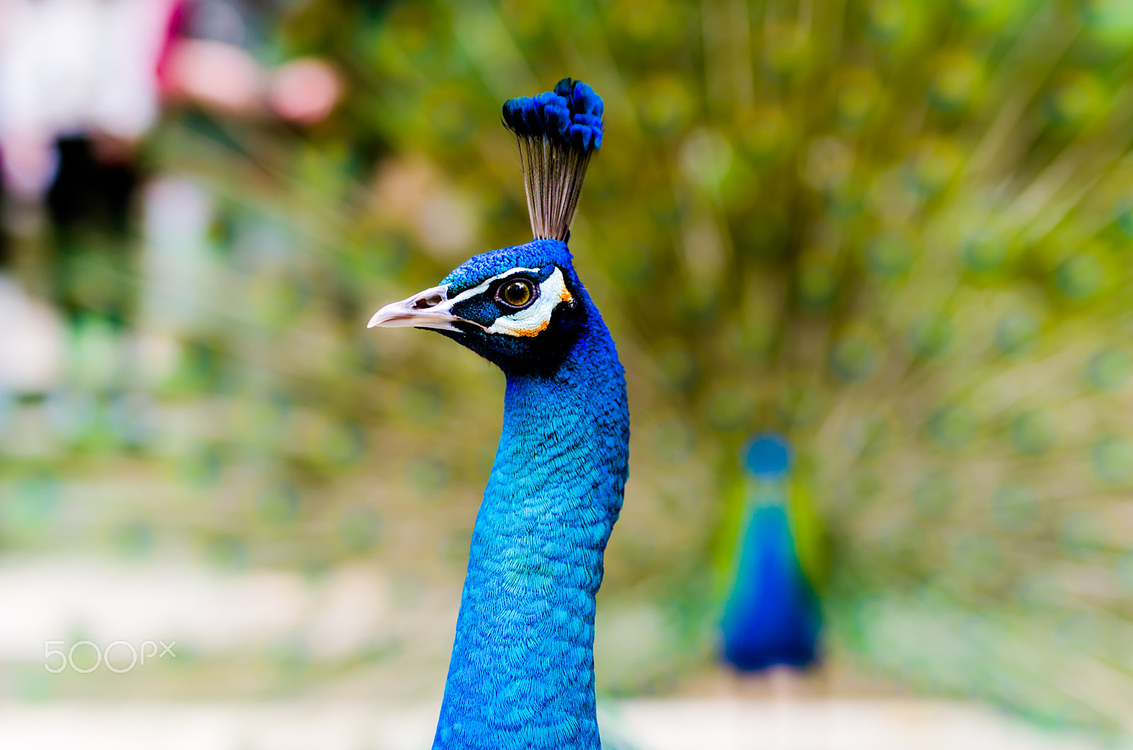 Nikon D7000 + Sigma 50mm F1.4 DG HSM Art sample photo. Peacock photography
