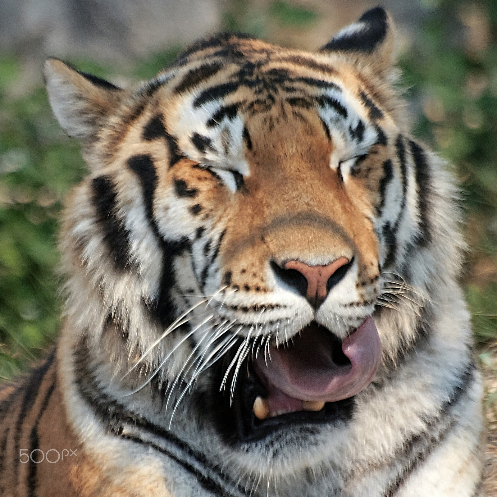 Sigma 70-300mm F4-5.6 APO DG Macro sample photo. Portrait of panthera tigris photography