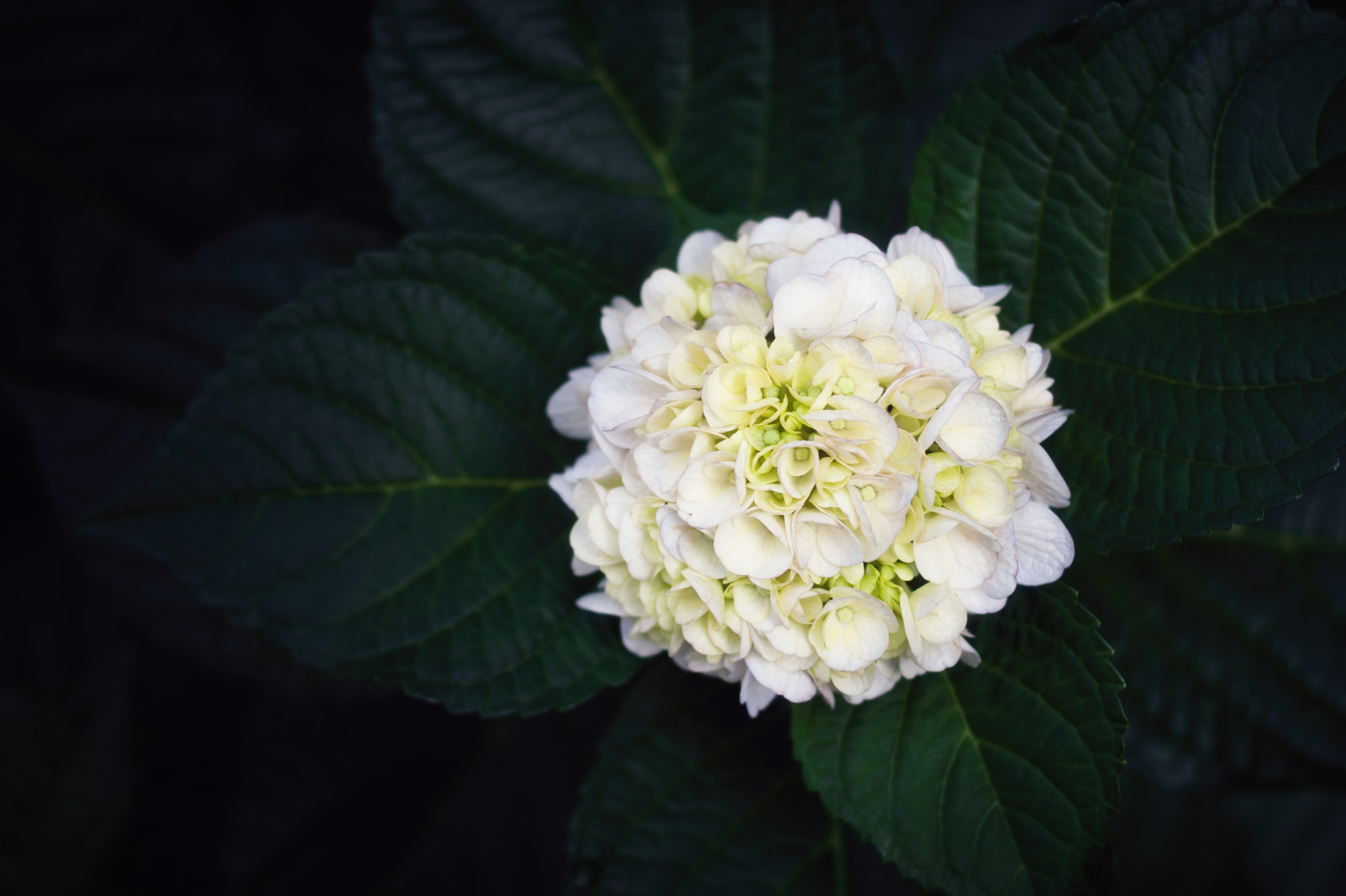 Canon EF 35mm F2 sample photo. Ajisai photography