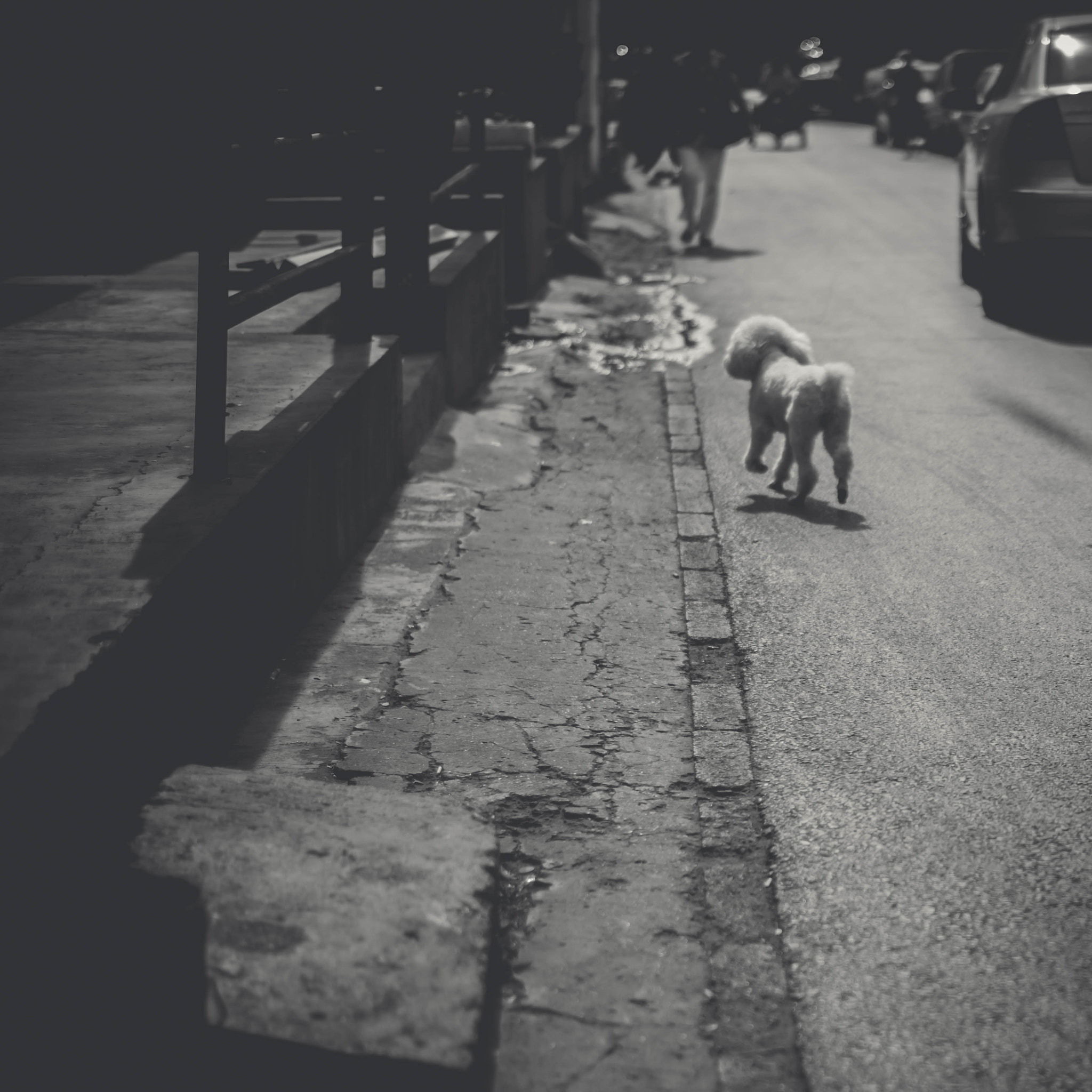 Canon EOS 5DS R + ZEISS Planar T* 50mm F1.4 sample photo. Stray dog photography