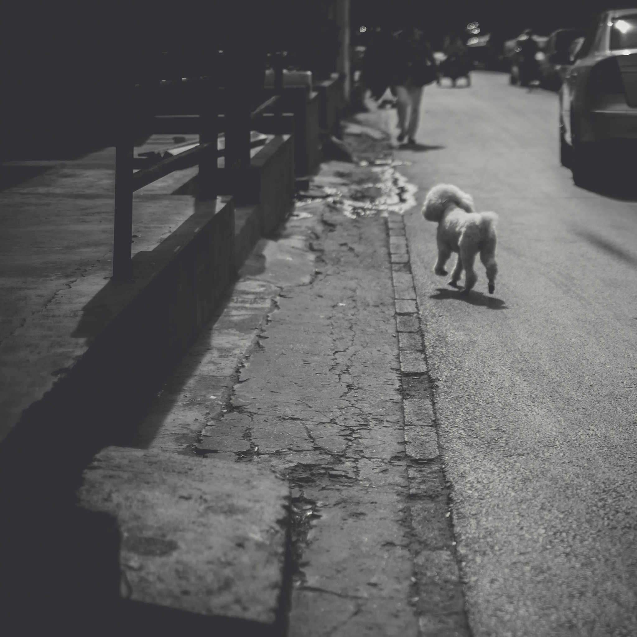 ZEISS Planar T* 50mm F1.4 sample photo. Stray dog photography