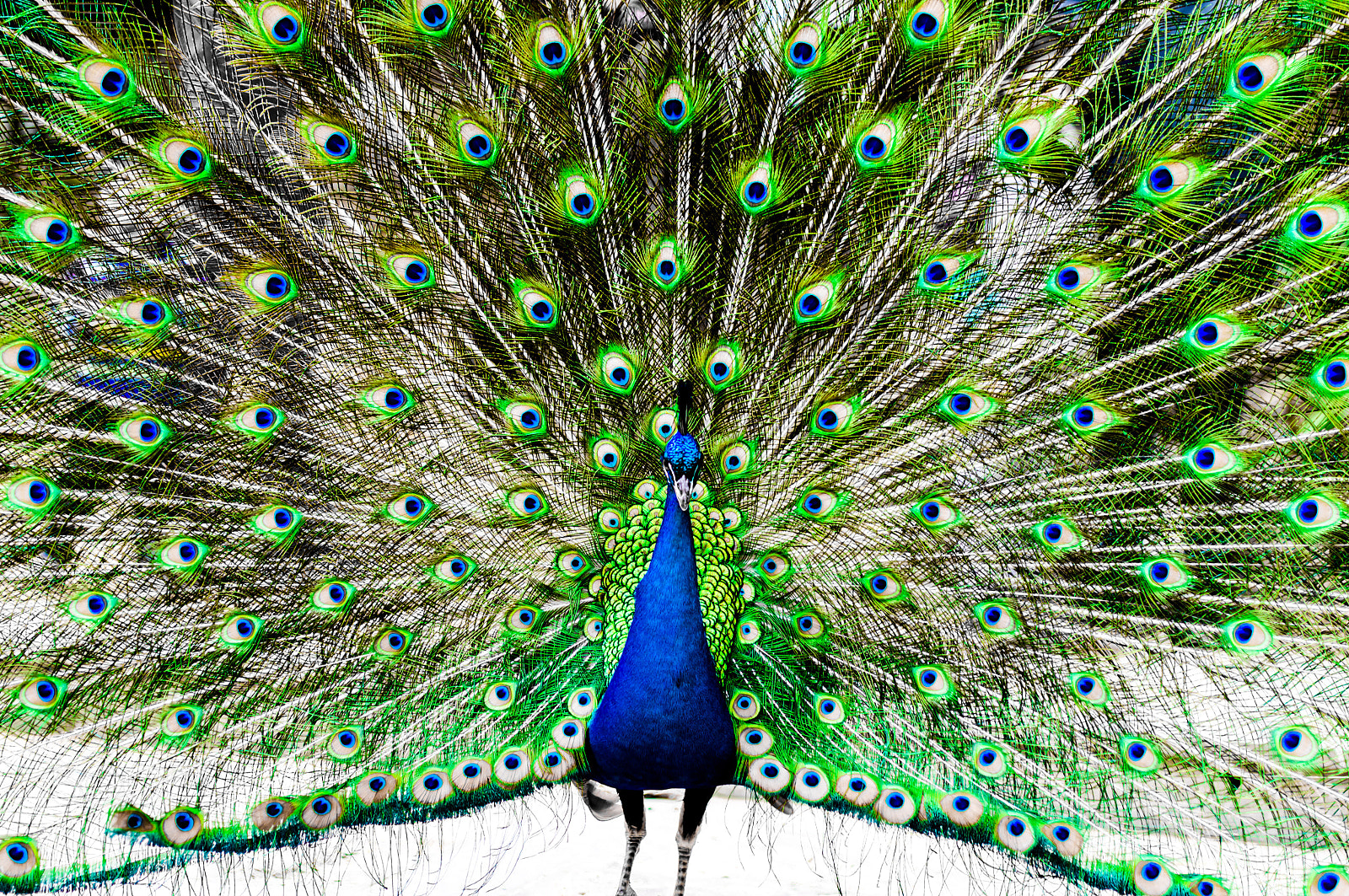 Nikon D7000 + Sigma 50mm F1.4 DG HSM Art sample photo. Peacock photography