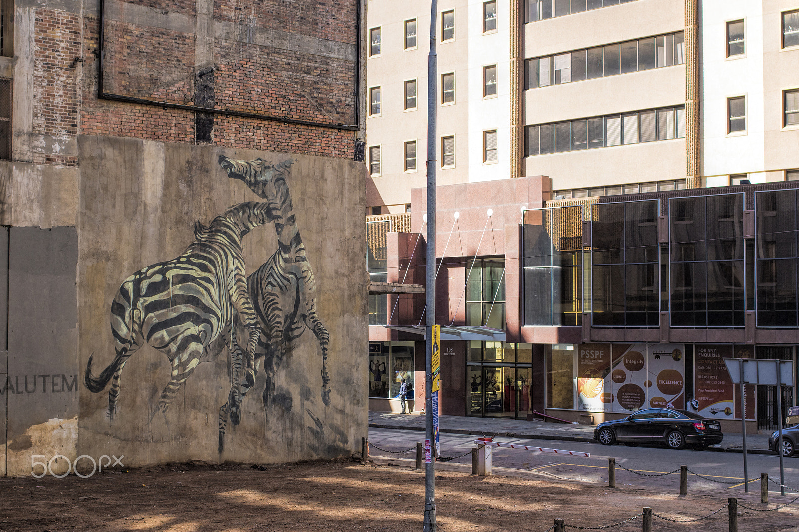 Canon EF 40mm F2.8 STM sample photo. The wild came to town photography