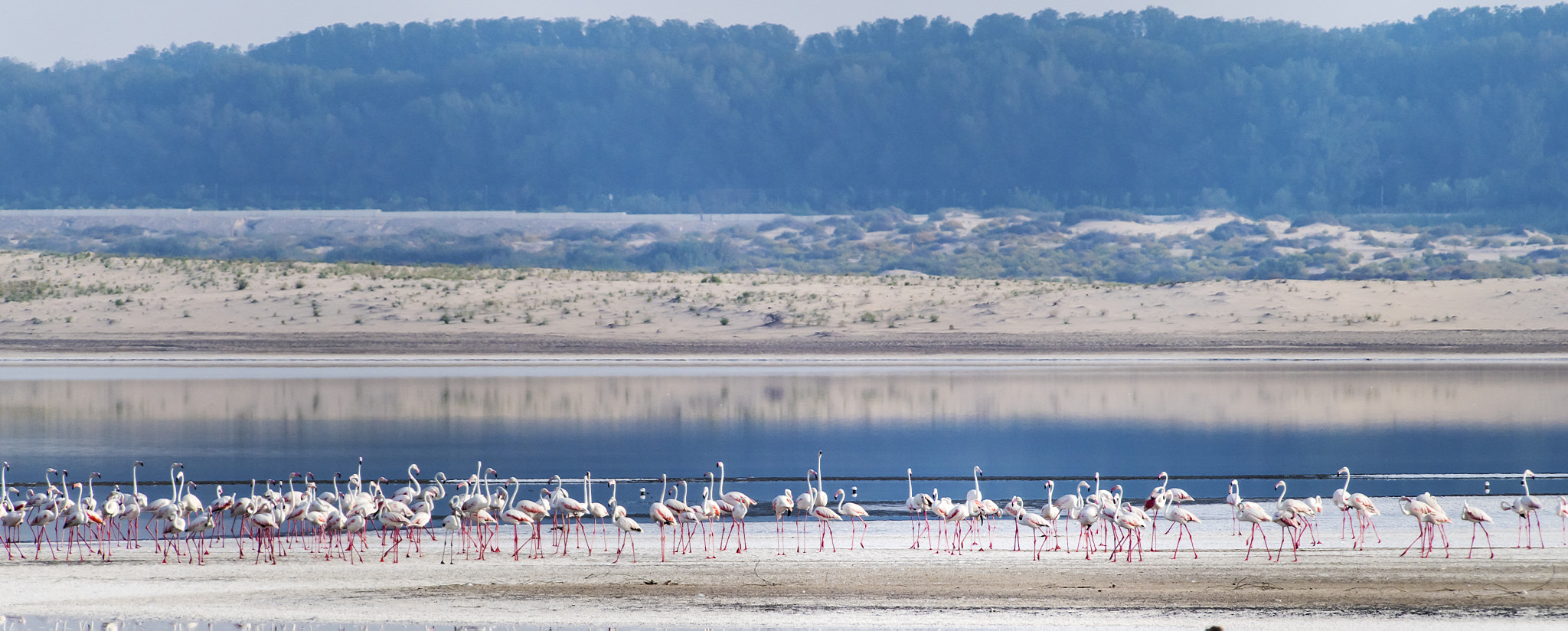 Nikon AF-S Nikkor 200-500mm F5.6E ED VR sample photo. Flamingos in the wetlands photography