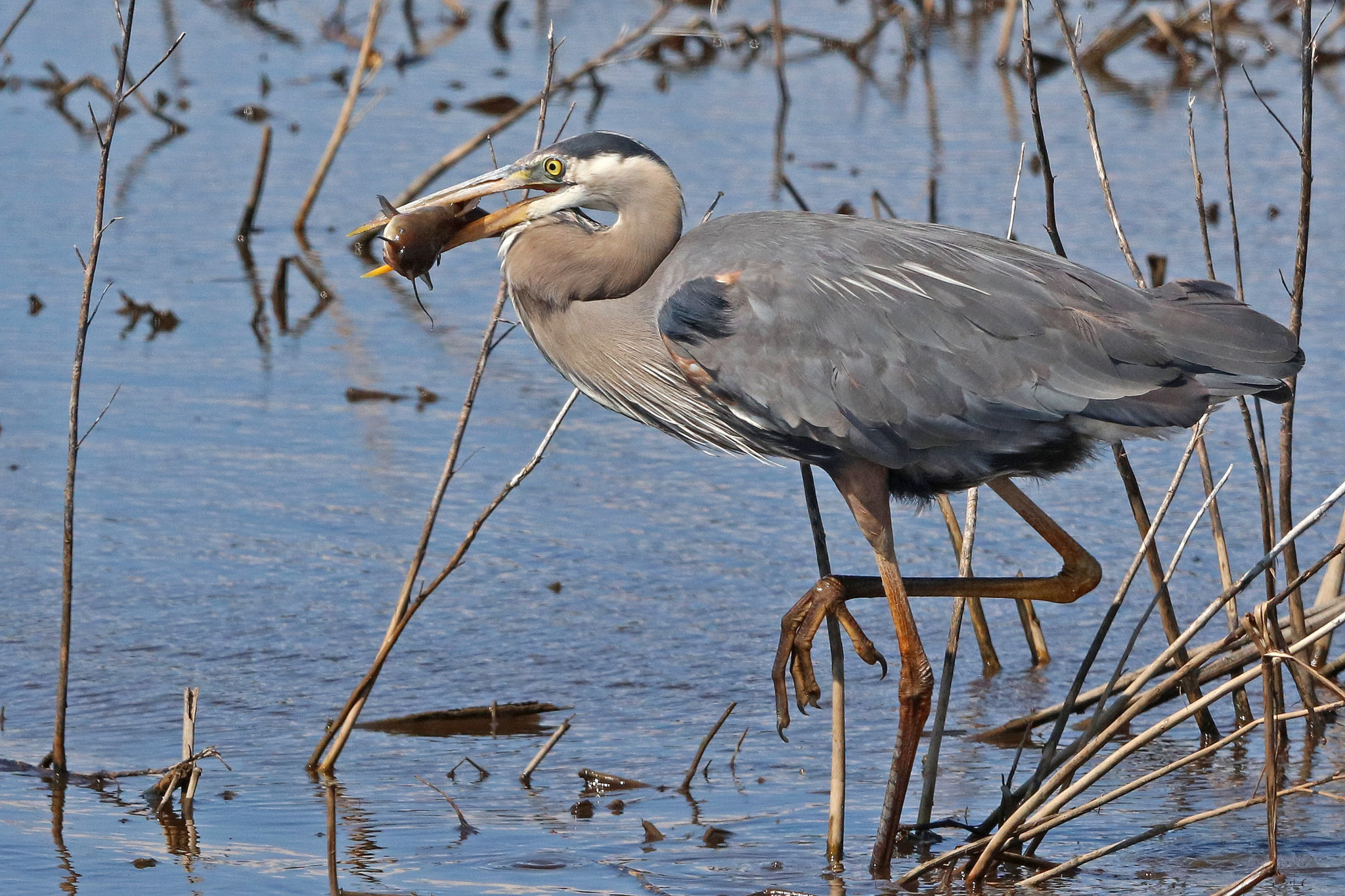 Canon EF 400mm F2.8L IS II USM sample photo. A great blue heron catches a catfish within blackwater wildlife refuge on maryland's eastern shore. photography