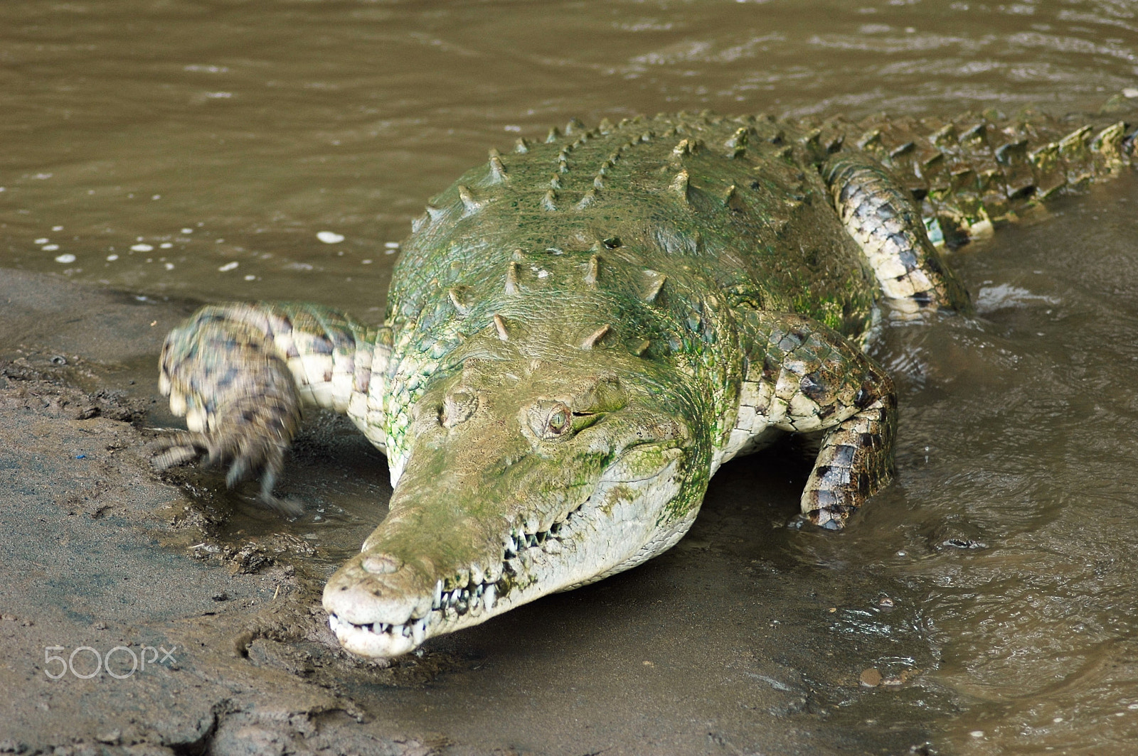 Nikon AF Nikkor 70-300mm F4-5.6G sample photo. Crocodil costa rica photography