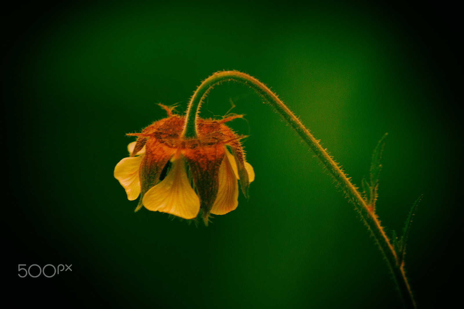 Sigma APO Macro 150mm f/2.8 EX DG HSM sample photo. Classic bell photography