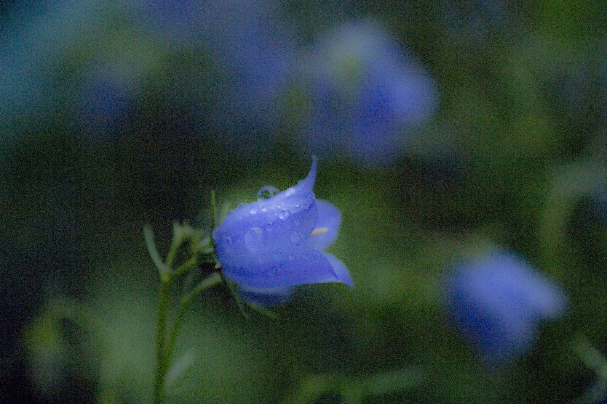 Canon EF 180mm F3.5L Macro USM sample photo. Campanula macro photography