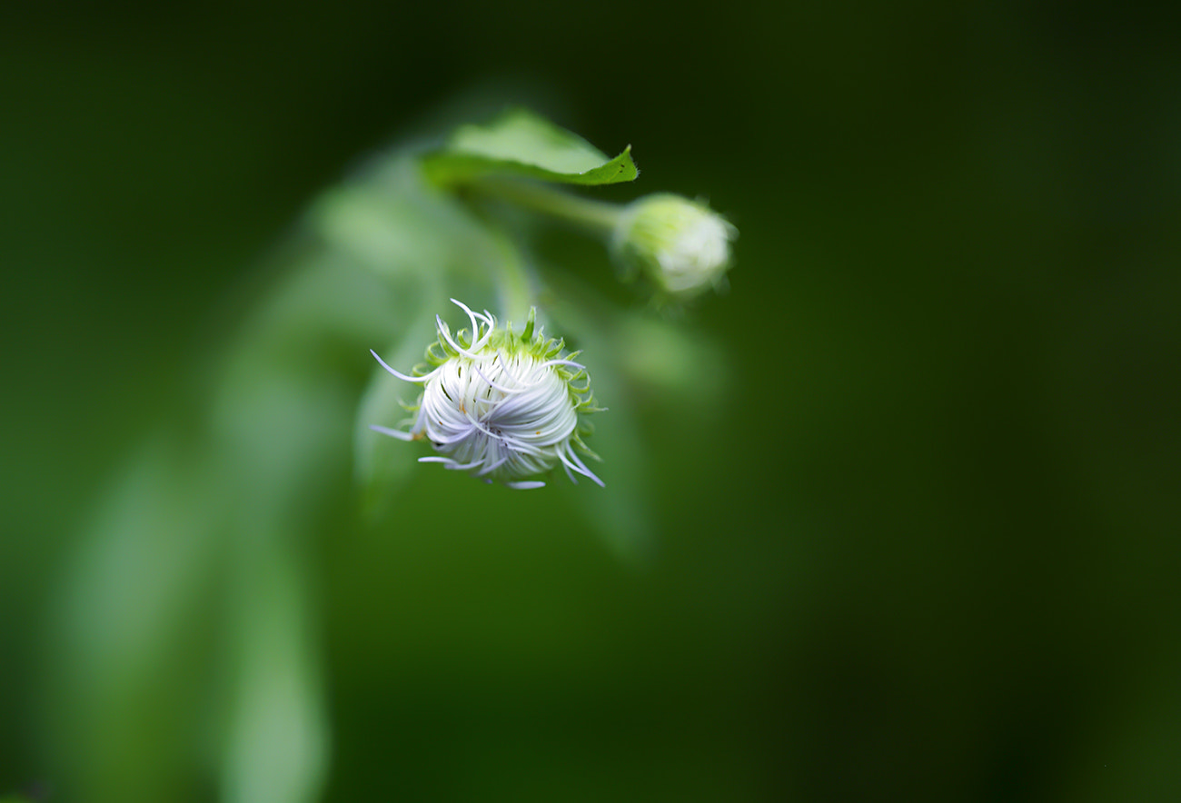 Leica S (TYP 006) sample photo. Awakening photography