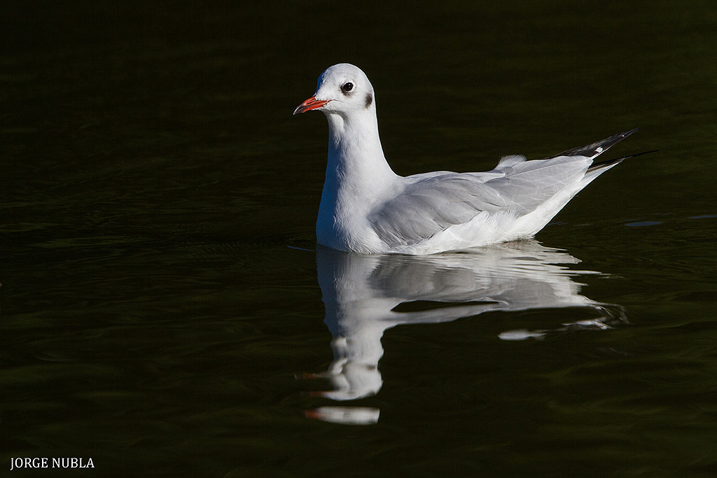 Canon EF 500mm F4L IS II USM sample photo. Gaviota reidora (larus ridibundus). photography
