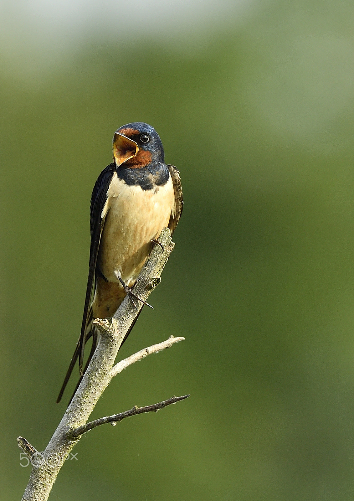 Nikon Nikkor AF-S 300mm F4E PF ED VR sample photo. Boerenzwaluw / barn swallow photography