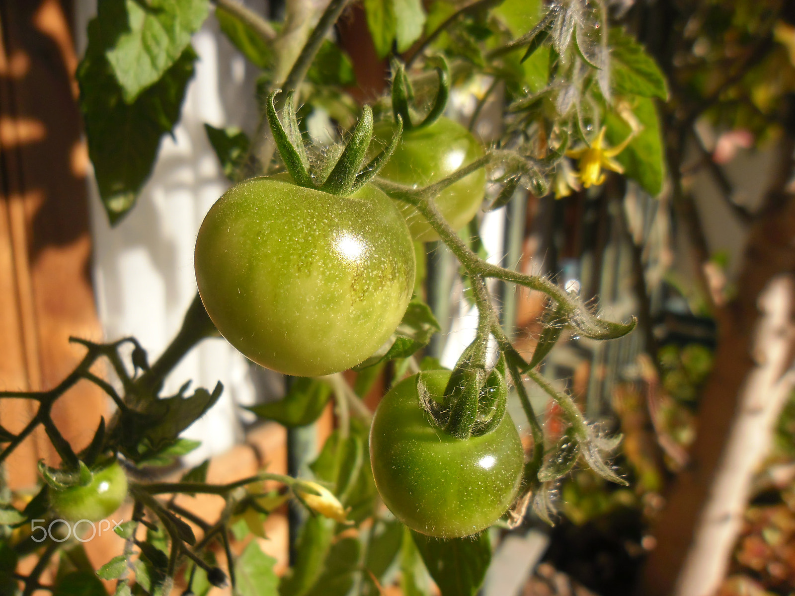 Samsung ES80/ ES81 sample photo. My tomatoes photography