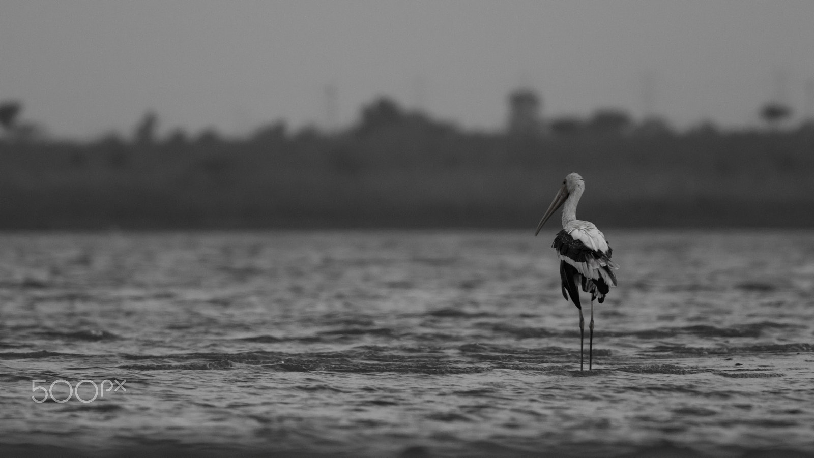 Canon EOS 7D Mark II + Canon EF 400mm F5.6L USM sample photo. Solitude photography