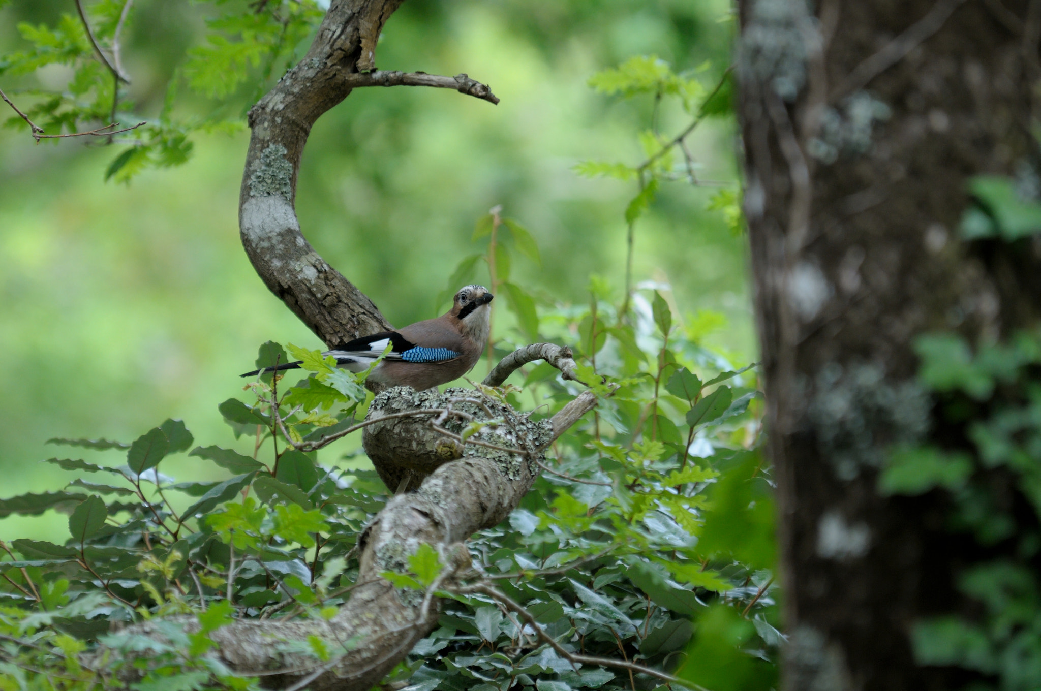 Nikon D300S sample photo. Garrulus glandarius photography