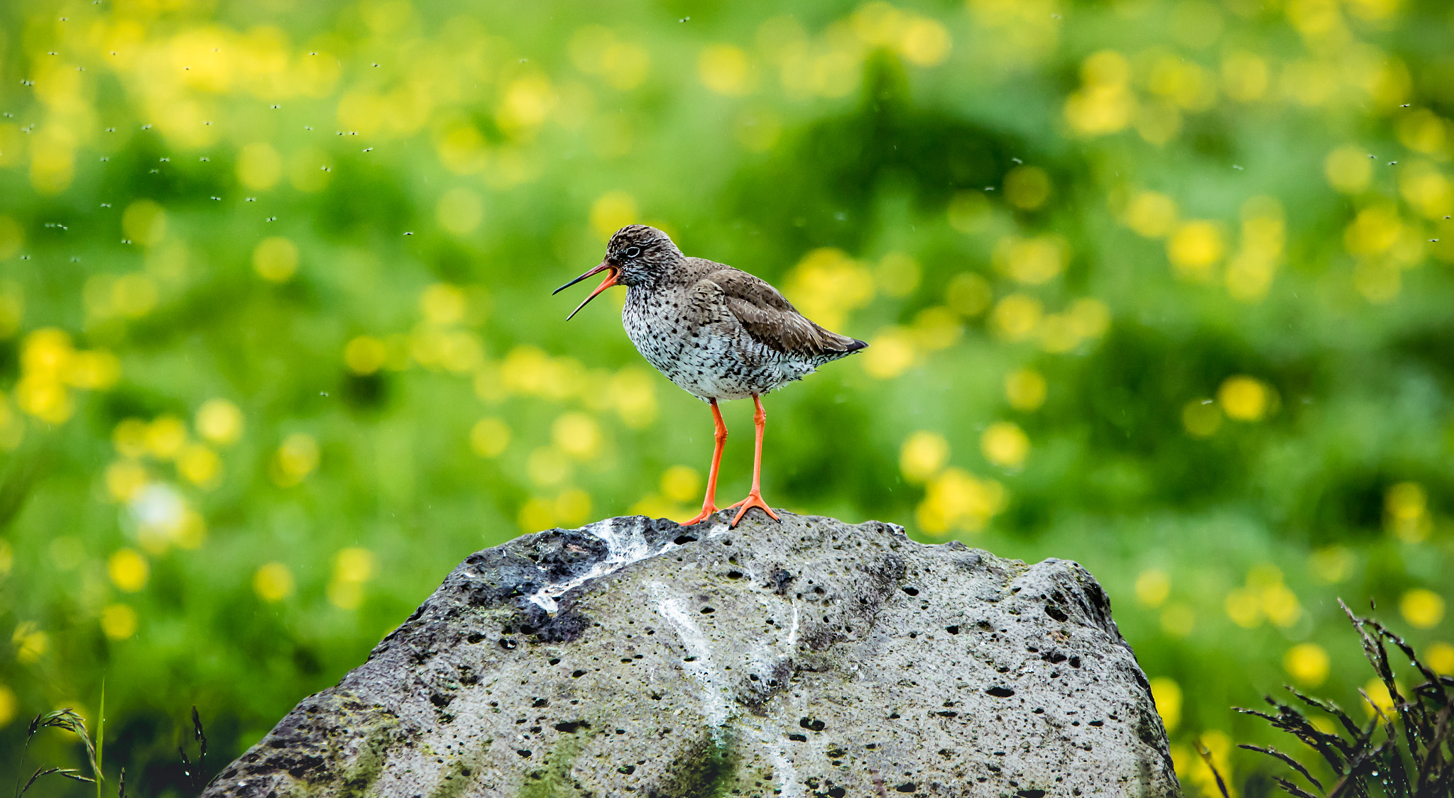 Sigma 70-200mm F2.8 EX DG OS HSM sample photo. Tringa totanus photography