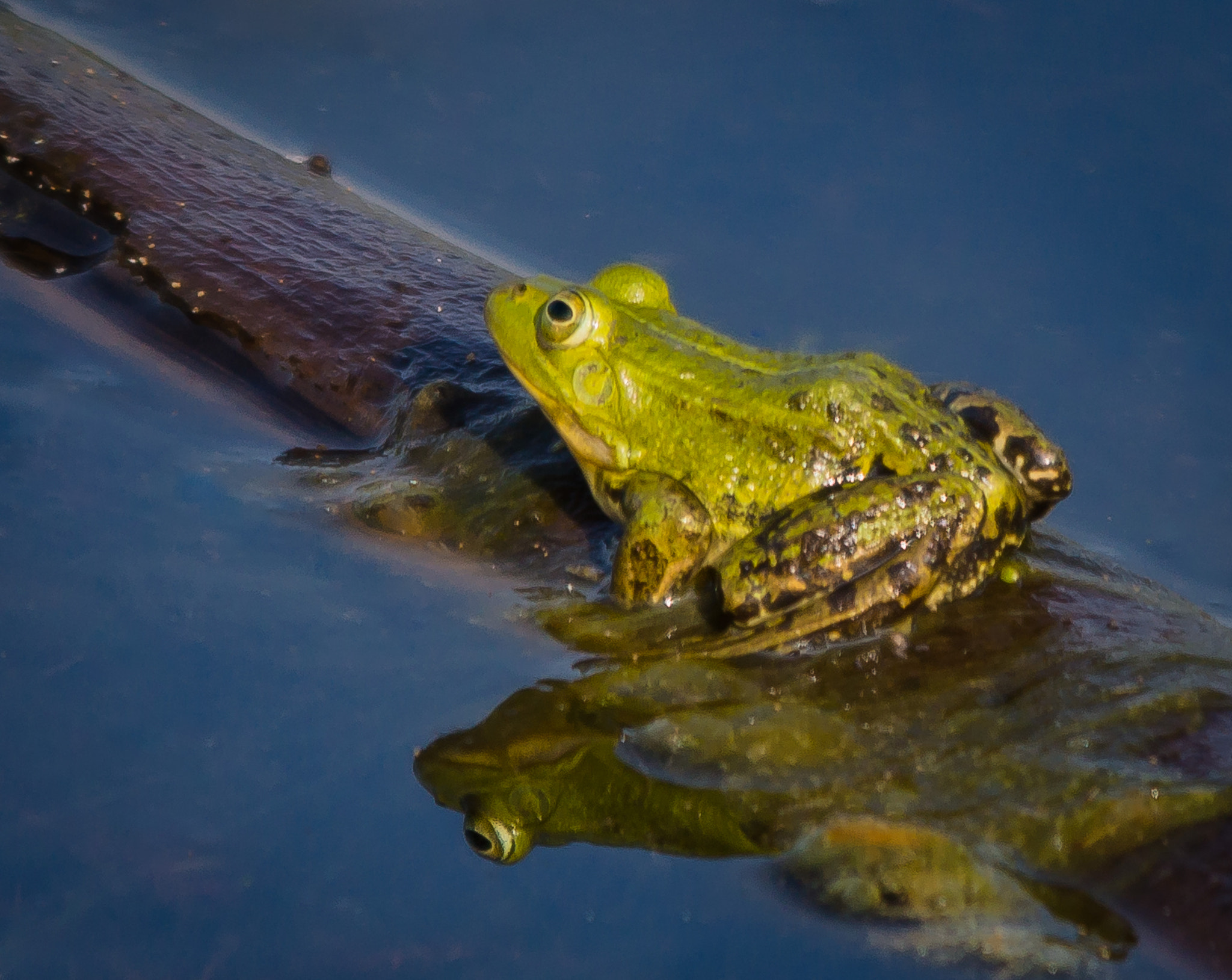 Sony SLT-A77 + Sigma 150-500mm F5-6.3 DG OS HSM sample photo. Froschauge photography