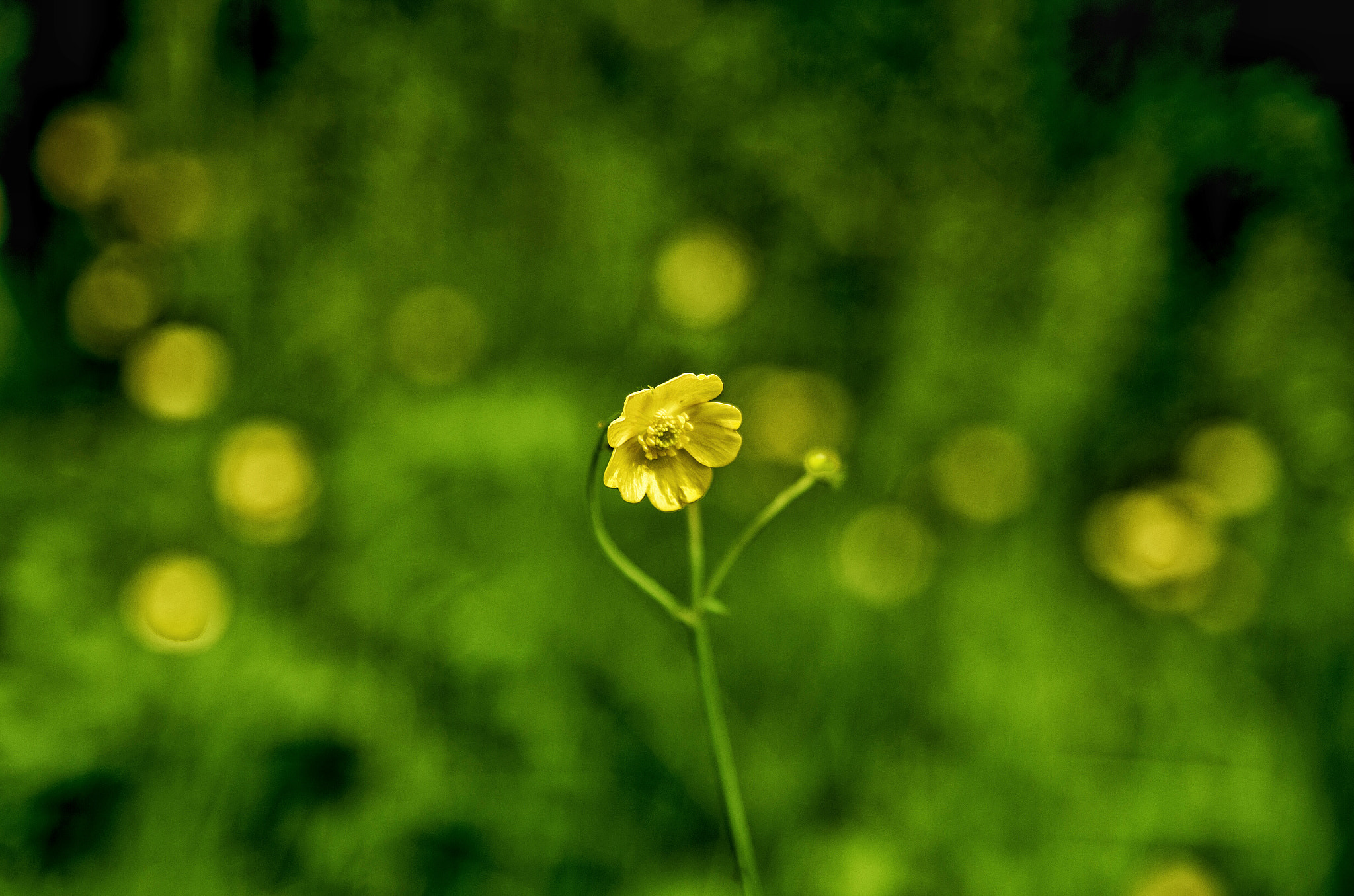 Pentax K-30 sample photo. Artistick flower photography