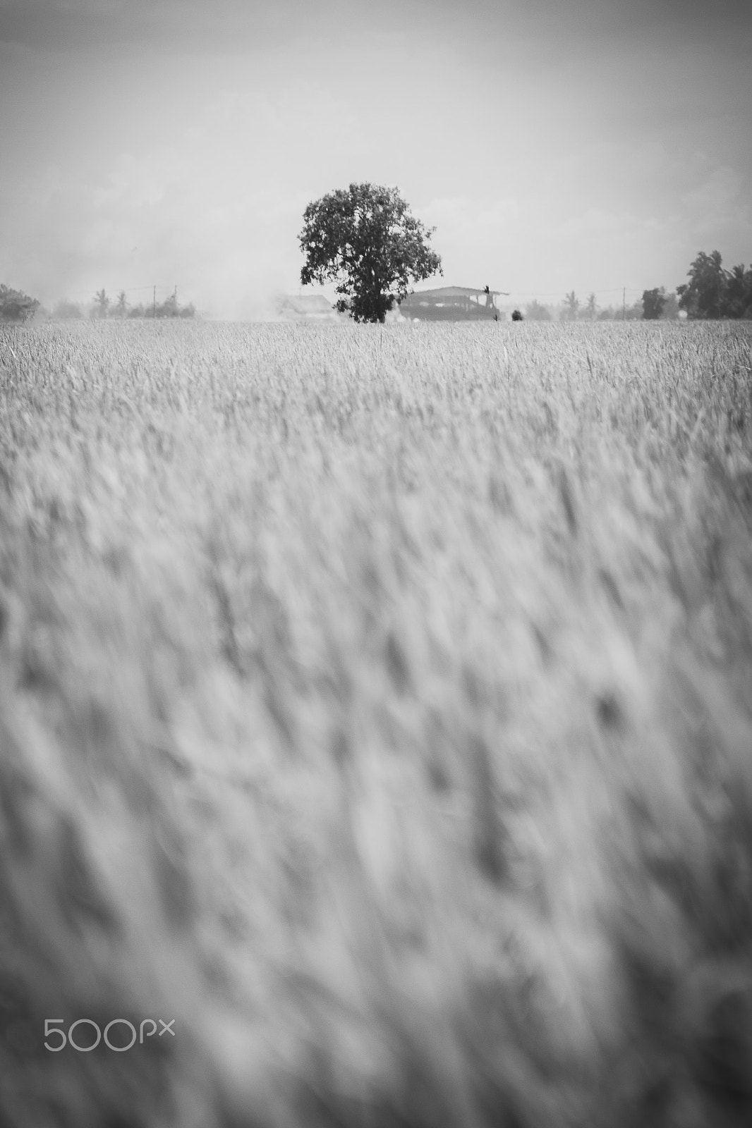 Canon EOS 600D (Rebel EOS T3i / EOS Kiss X5) sample photo. Lonely in paddy fields photography
