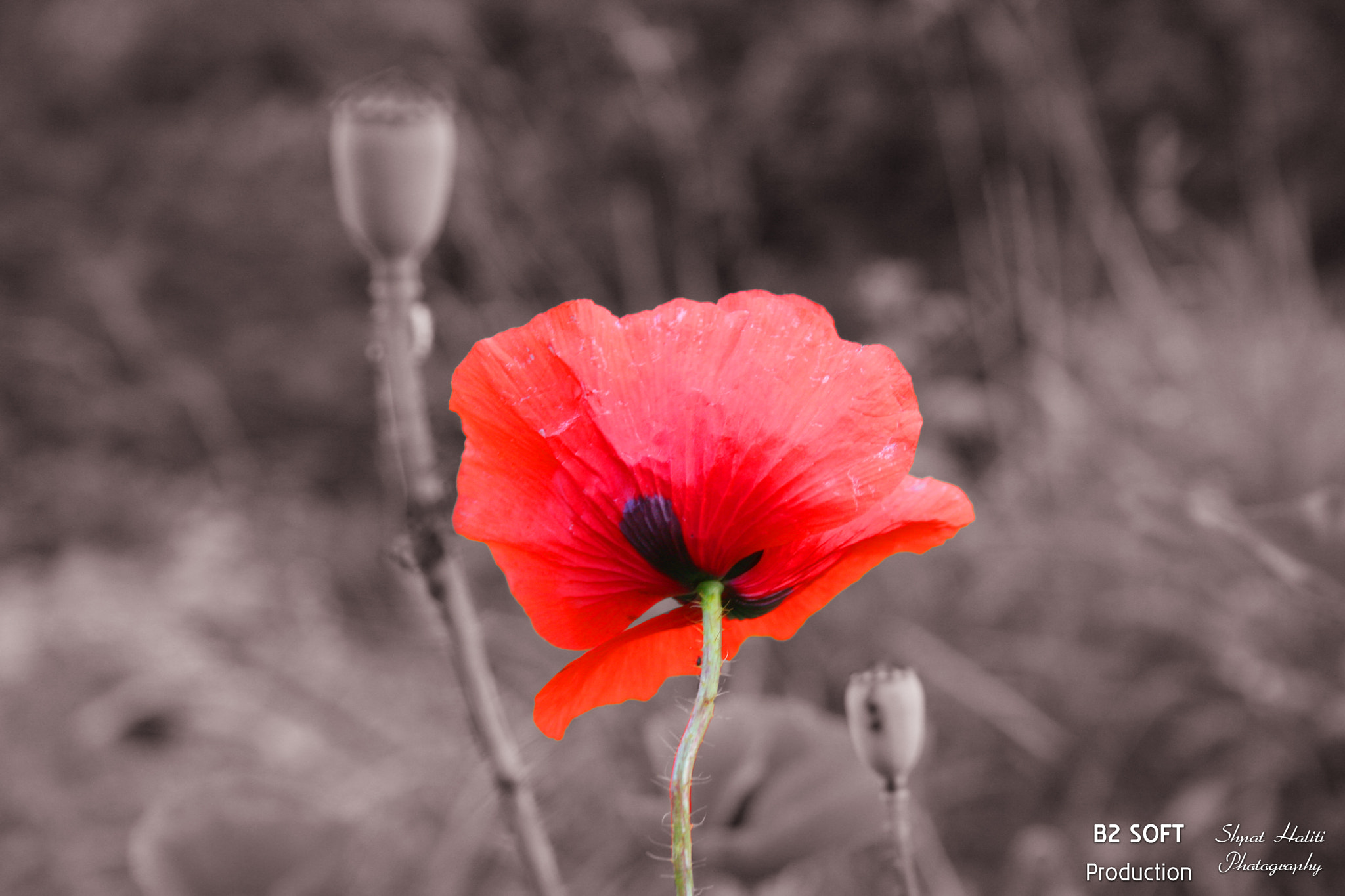 Canon EF-S 18-55mm F3.5-5.6 sample photo. Red flower photography