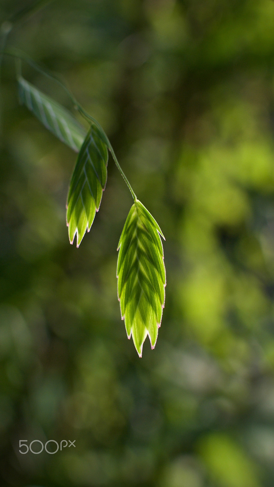 Nikon 1 J2 + Nikon 1 Nikkor 18.5mm F1.8 sample photo. Green on green photography