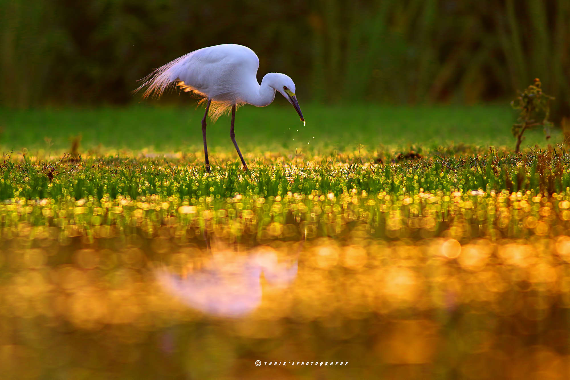 Canon EOS 7D Mark II + Canon EF 400mm F5.6L USM sample photo. The morning glory photography