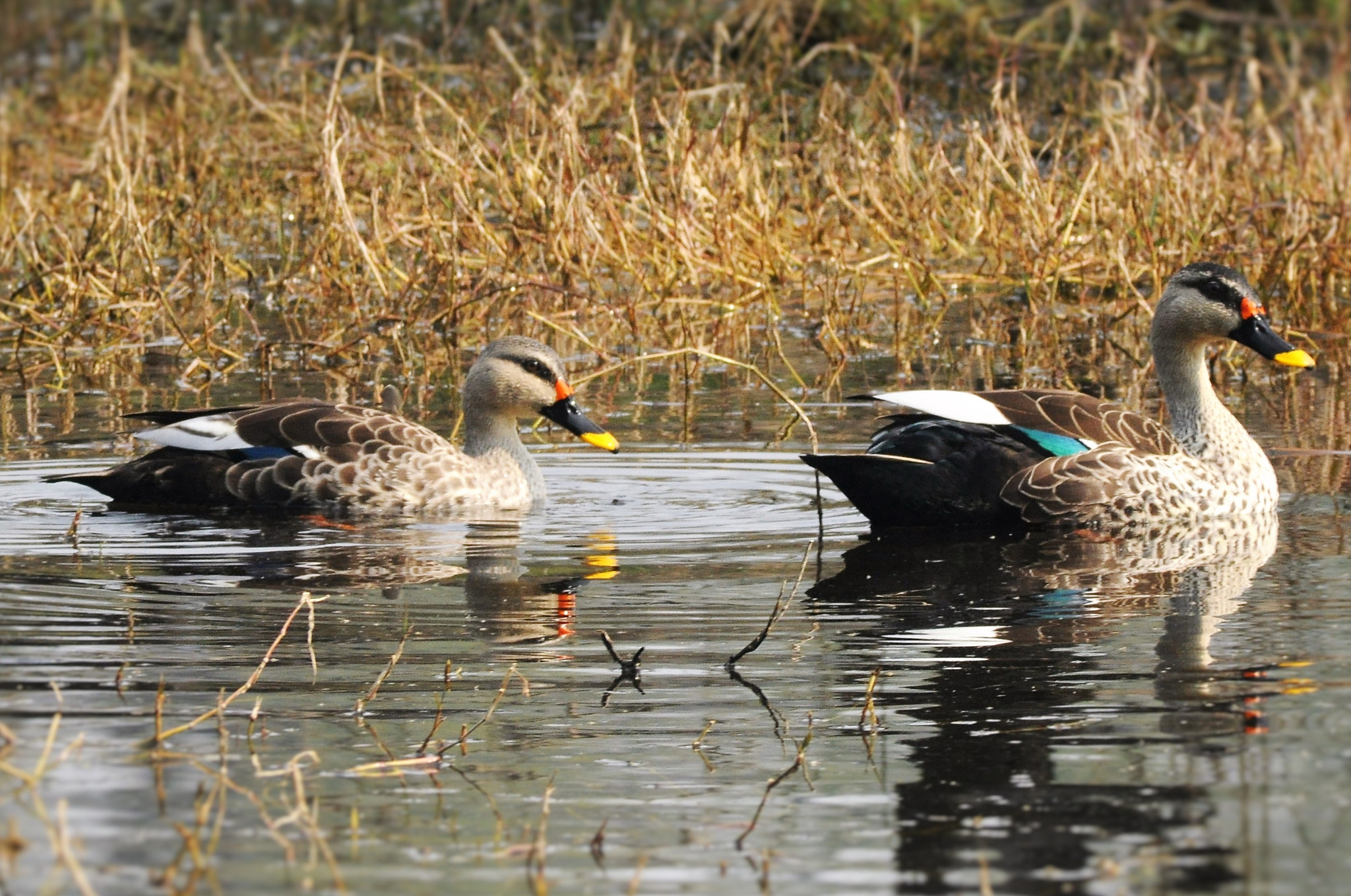 AF Zoom-Nikkor 70-300mm f/4-5.6D ED sample photo. Spot billed duck photography