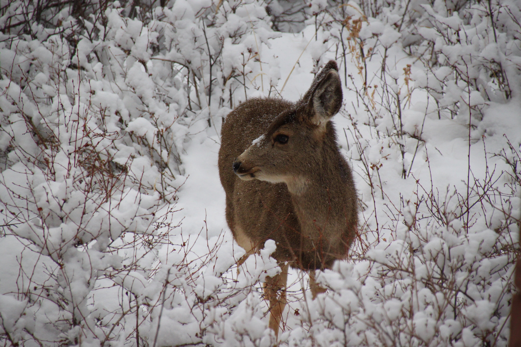 Canon 18-250mm sample photo. Deer photography