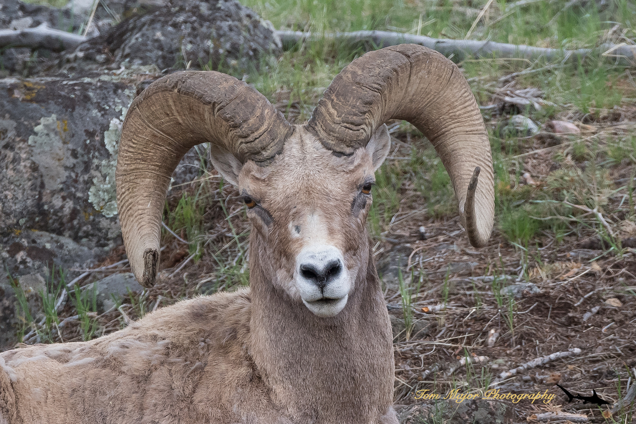 Nikon D5 sample photo. Bighorn sheep ram photography