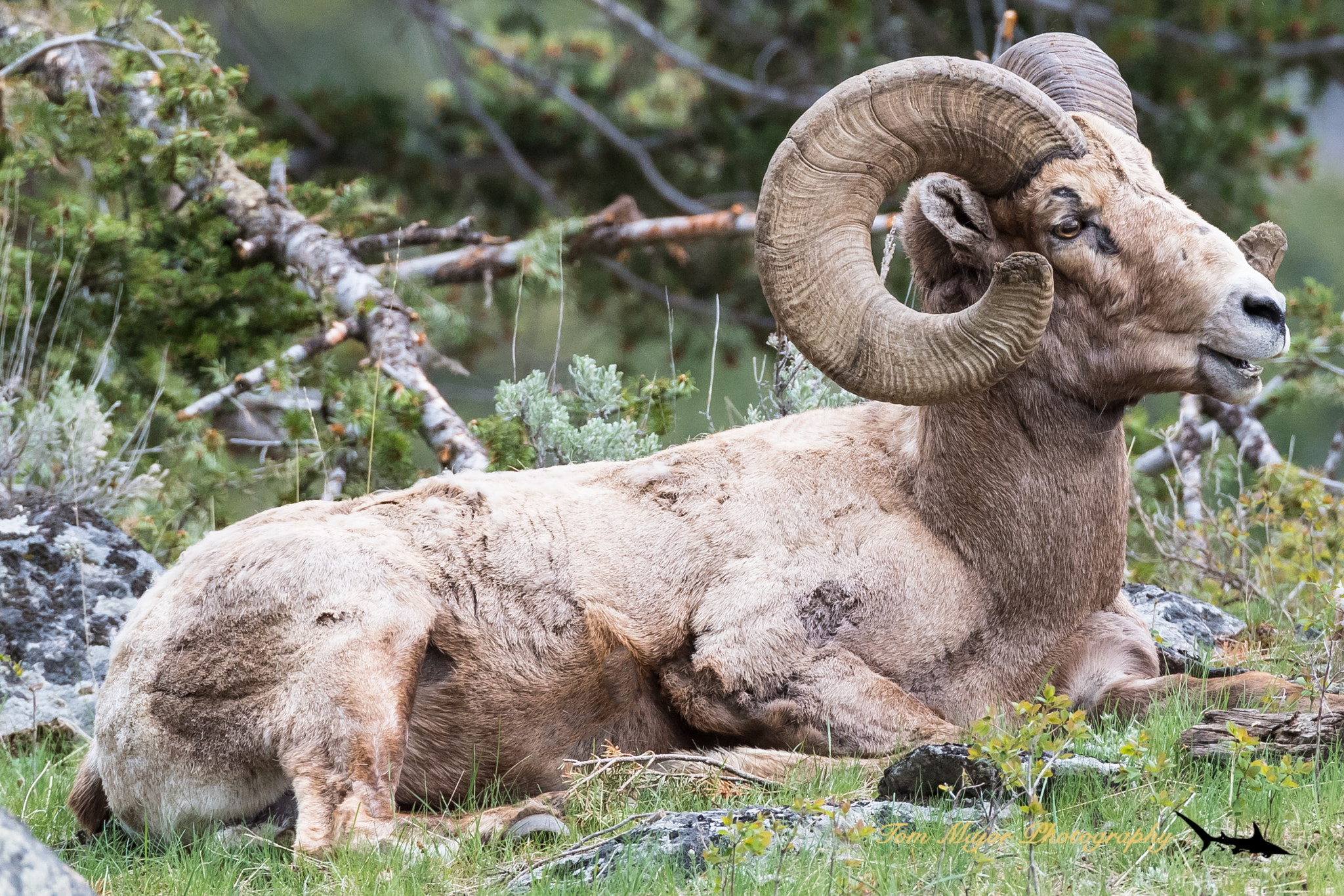 Nikon D5 sample photo. Bighorn sheep ram photography