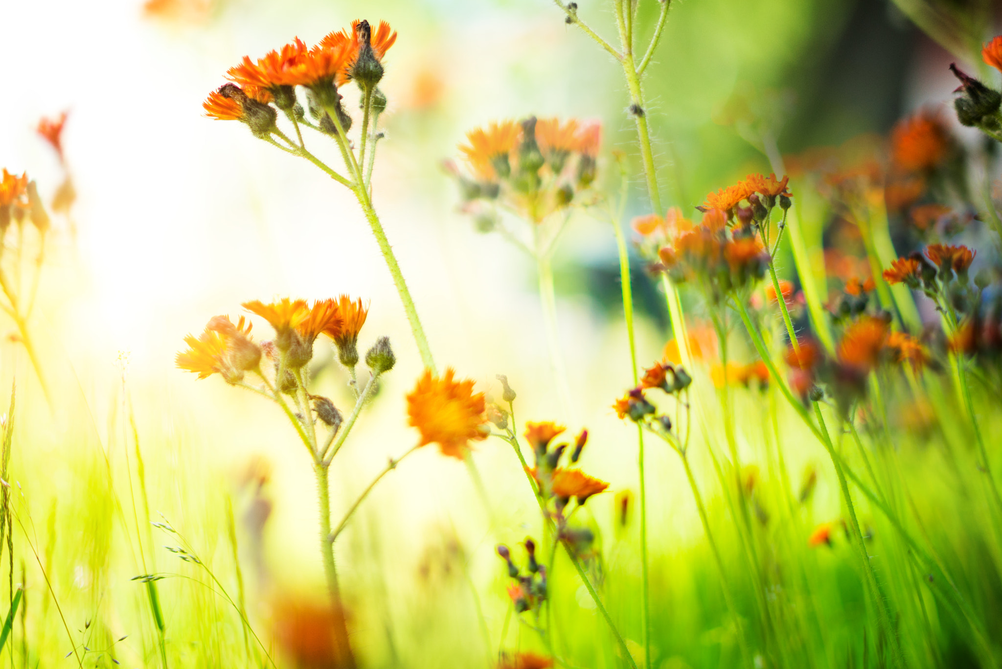 Sony a7R + Sony FE 50mm F1.8 sample photo. Farbenspiel photography