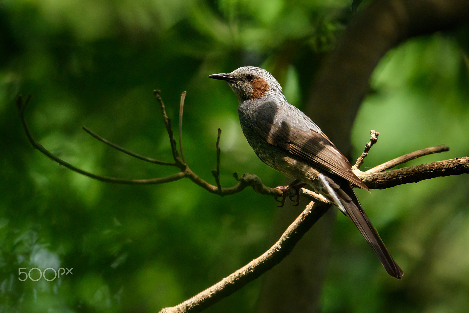 Nikon D810 + Nikon AF-S Nikkor 500mm F4E FL ED VR sample photo. Brown-eared bulbul photography