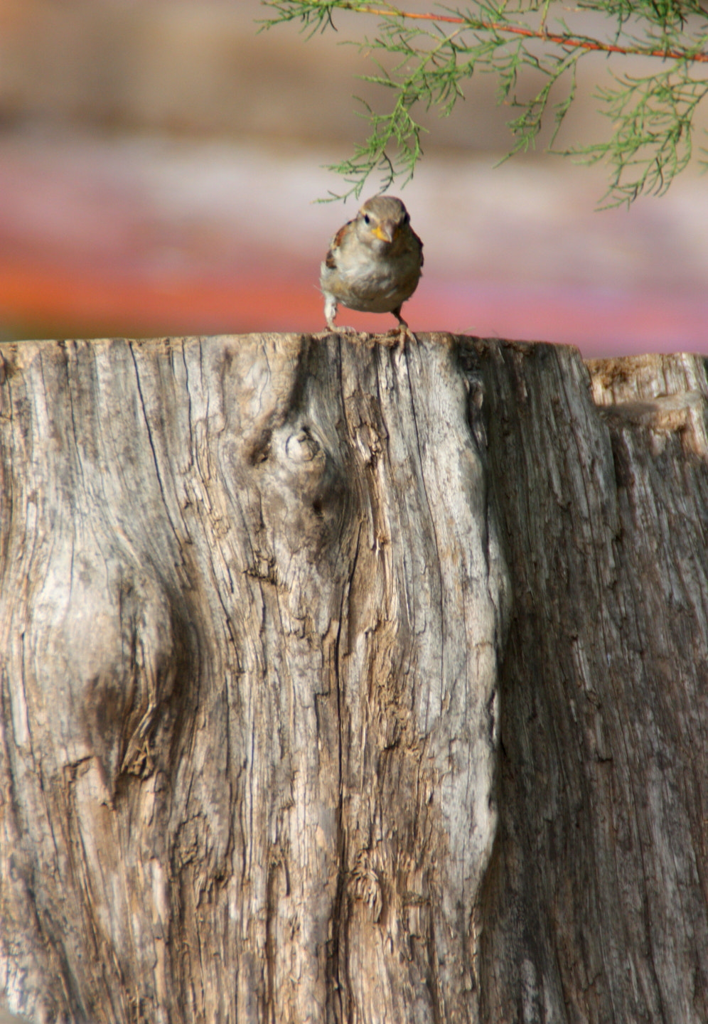 Canon 18-200mm sample photo. Mis fotos () photography