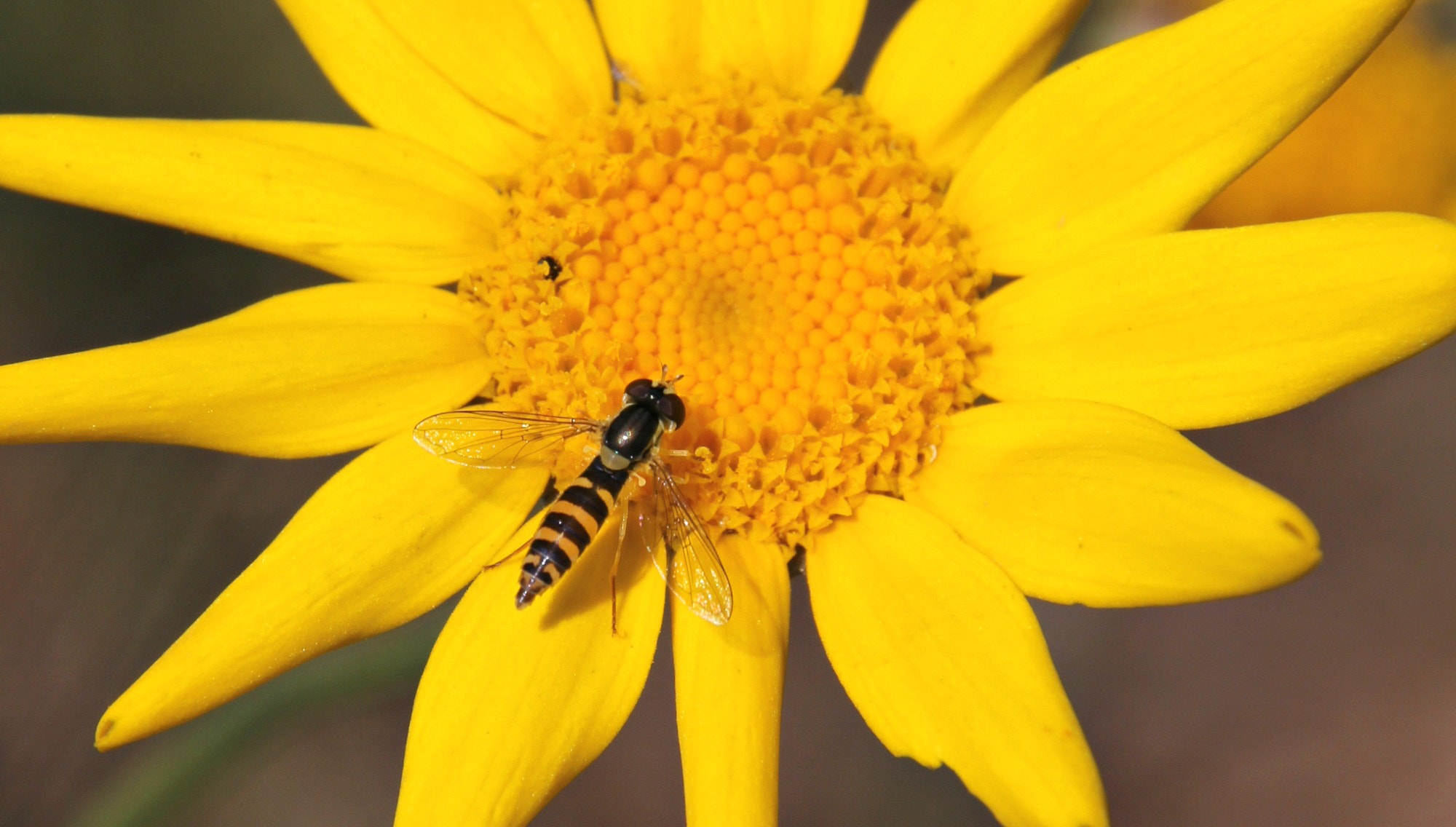 Canon EOS 60D + Canon 18-270mm sample photo. Mis fotos () photography