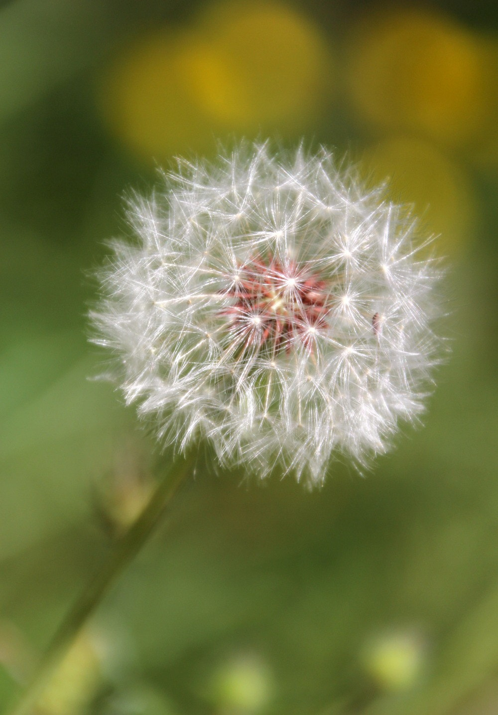 Canon 18-270mm sample photo. Mis fotos () photography