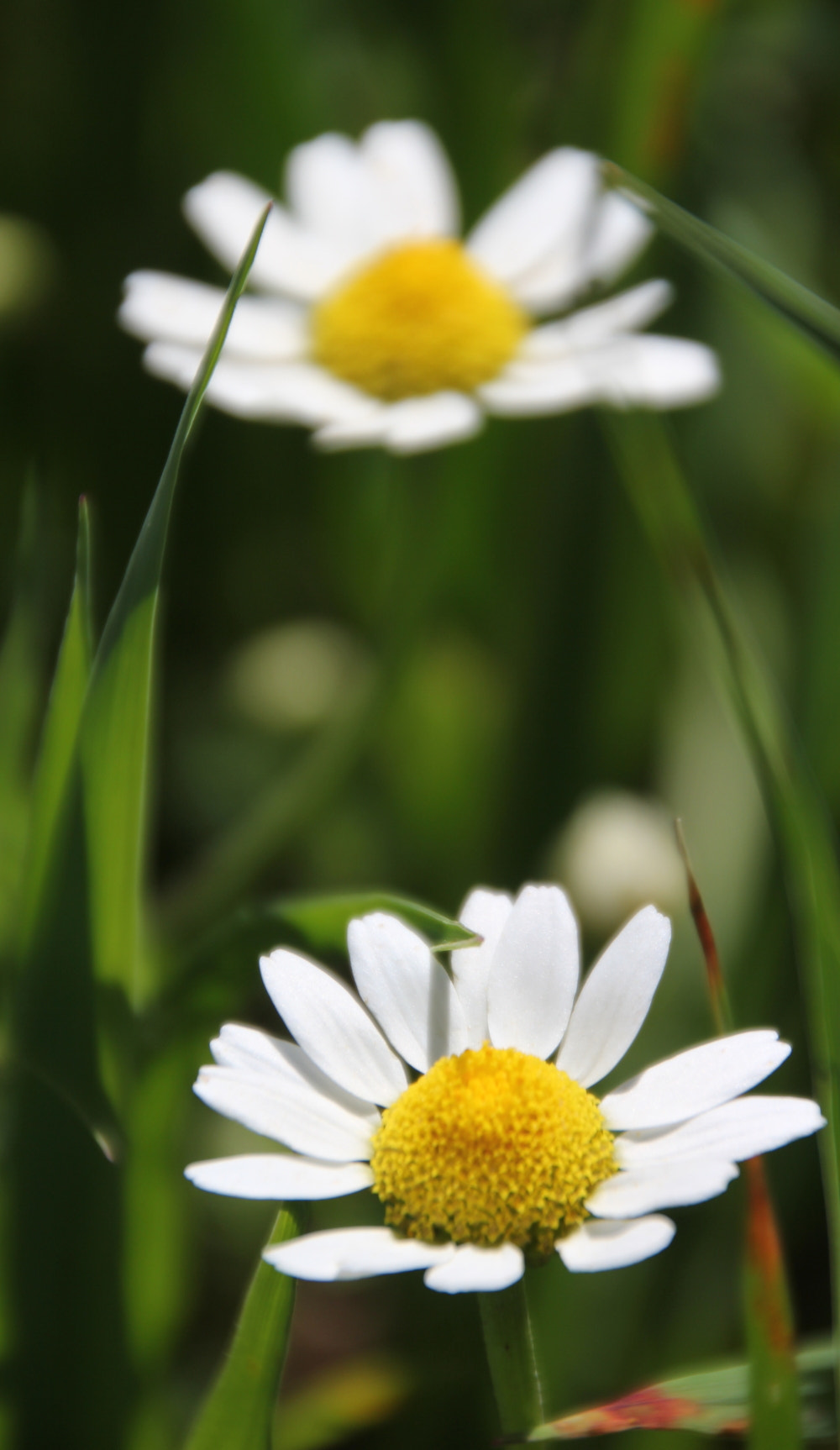 Canon EOS 60D + Canon 18-270mm sample photo. Mis fotos () photography