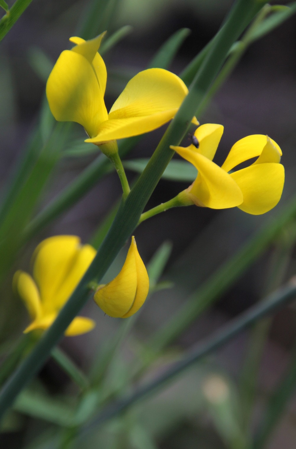 Canon EOS 60D + Canon 18-270mm sample photo. Mis fotos () photography