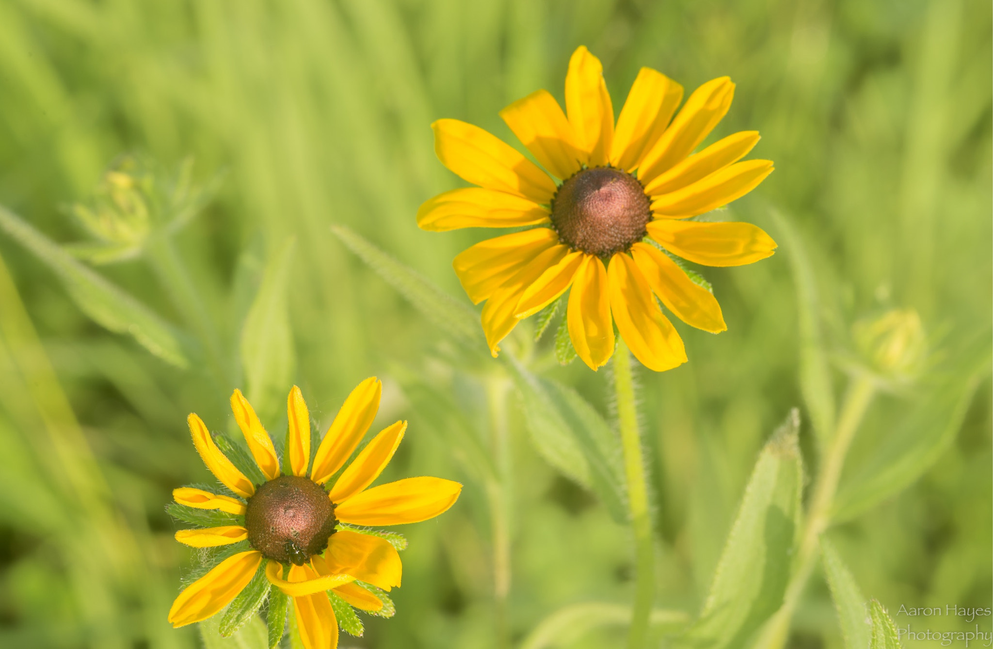 Tokina AT-X Pro 100mm F2.8 Macro sample photo. Morning macro photography