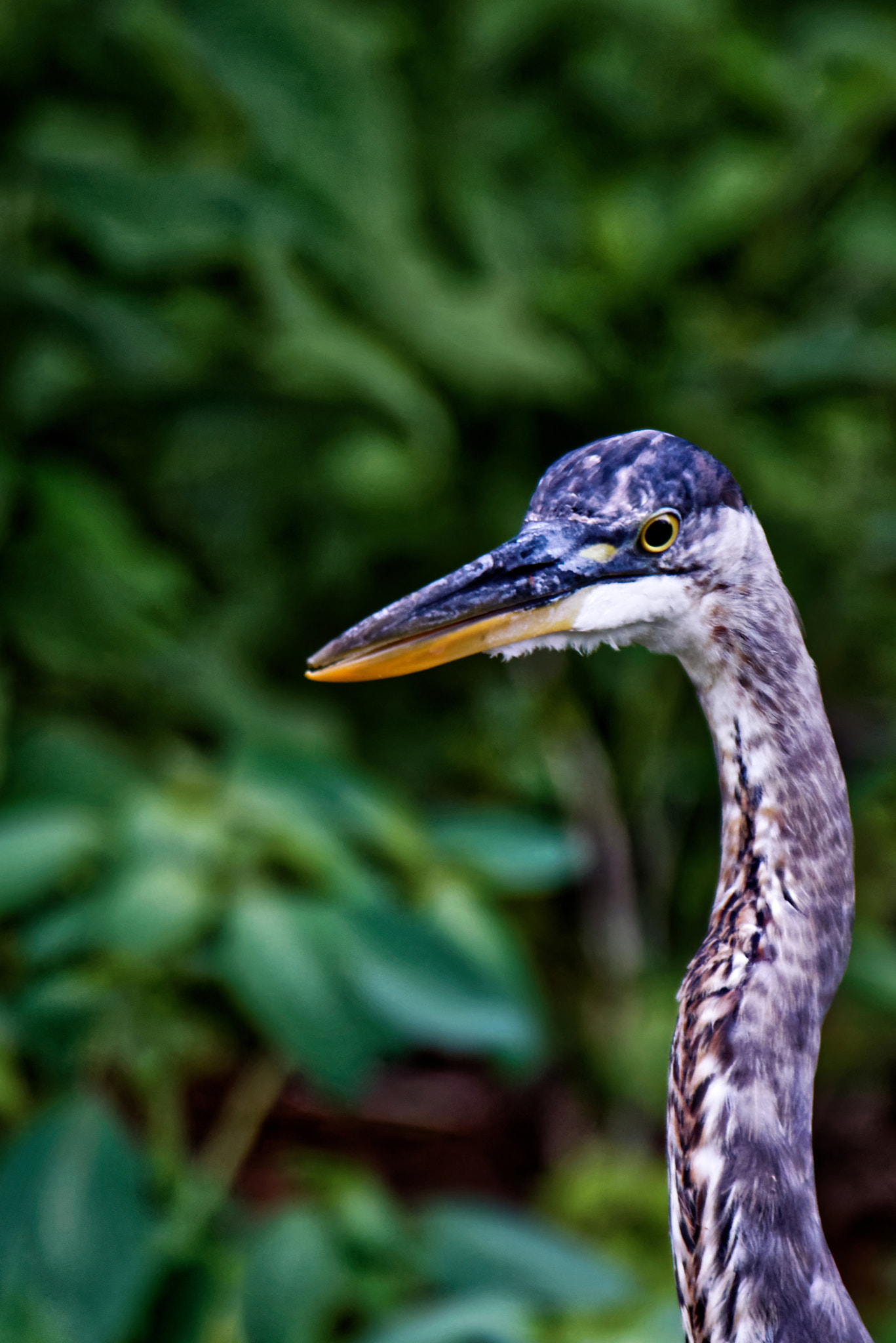 Nikon D800 + Nikon AF-S Nikkor 500mm F4G ED VR sample photo. Sitting for portrait photography