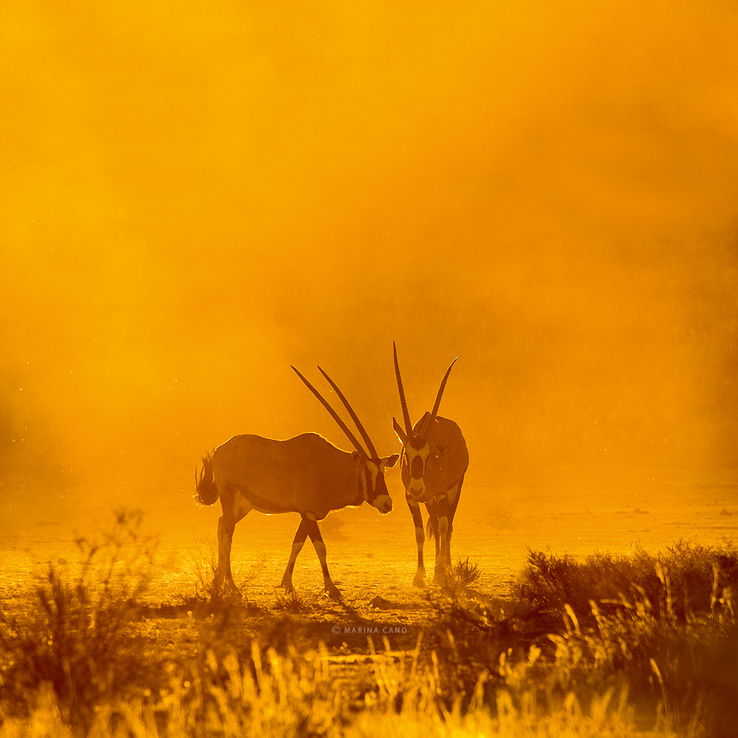 Canon EF 200-400mm F4L IS USM Extender 1.4x sample photo. Orange dust at dusk photography
