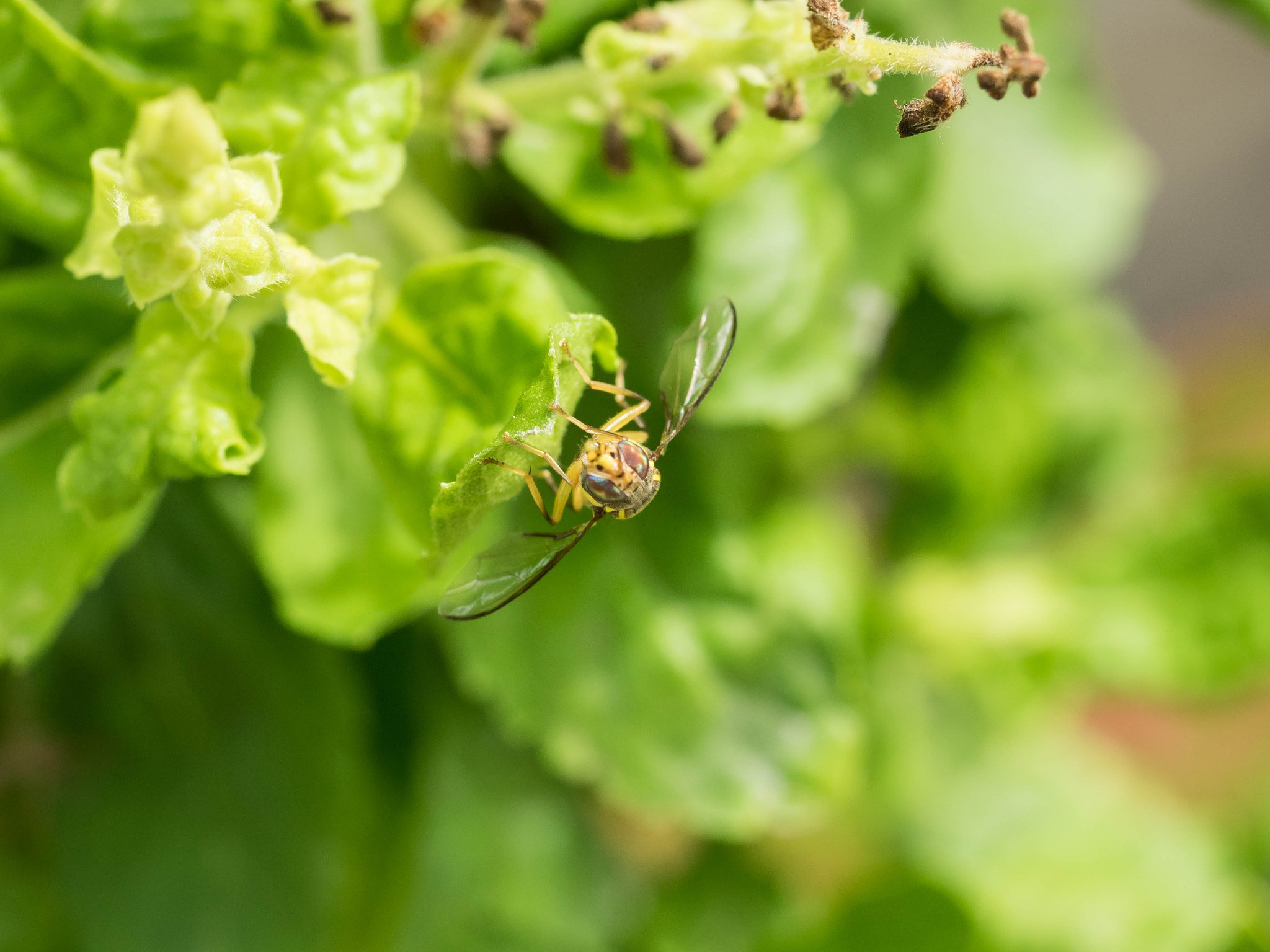 Olympus OM-D E-M1 + OLYMPUS 35mm Lens sample photo. Insect photography