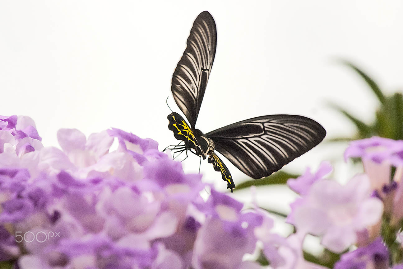 Nikon D80 sample photo. Butterfly photography