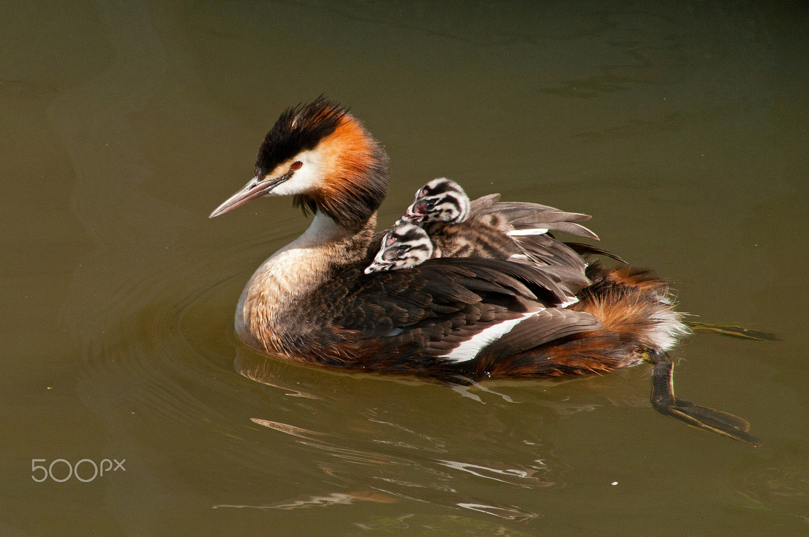 Canon EF 75-300mm f/4-5.6 USM sample photo. The easy way photography