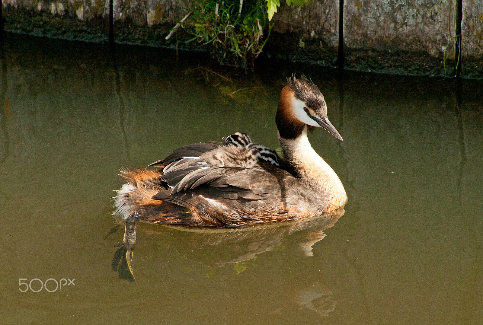 Canon EF 75-300mm f/4-5.6 USM sample photo. Grebe with juveniles photography