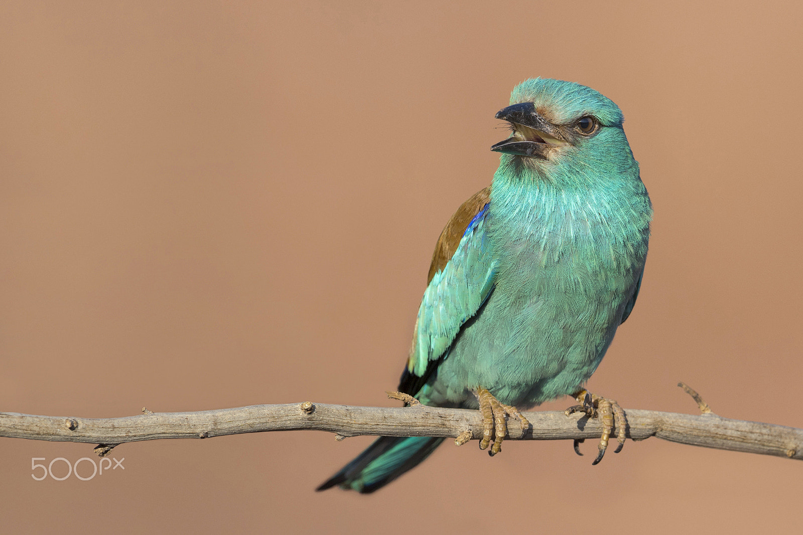 Nikon D5 + Nikon AF-S Nikkor 600mm F4G ED VR sample photo. Beauty of nature: european roller photography