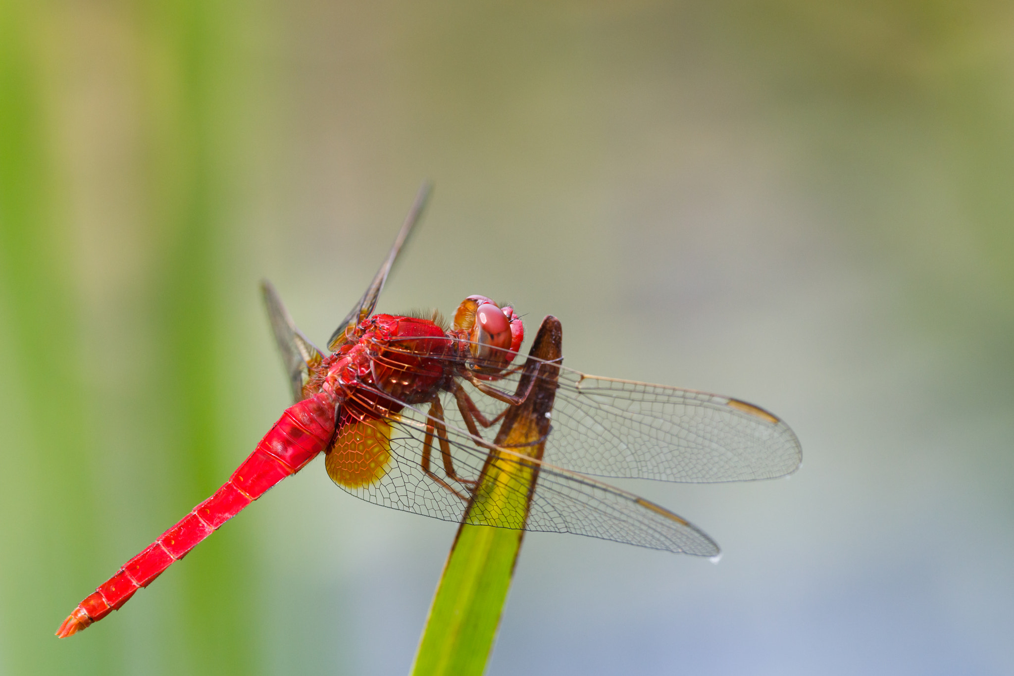 Sigma APO Macro 180mm F2.8 EX DG OS HSM sample photo. Crocothemis servilia mariannae photography