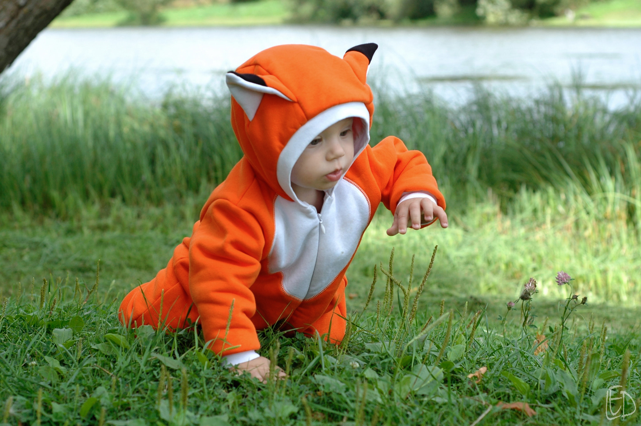 Nikon D70s + Nikon AF Nikkor 50mm F1.8D sample photo. Fox puppy photography